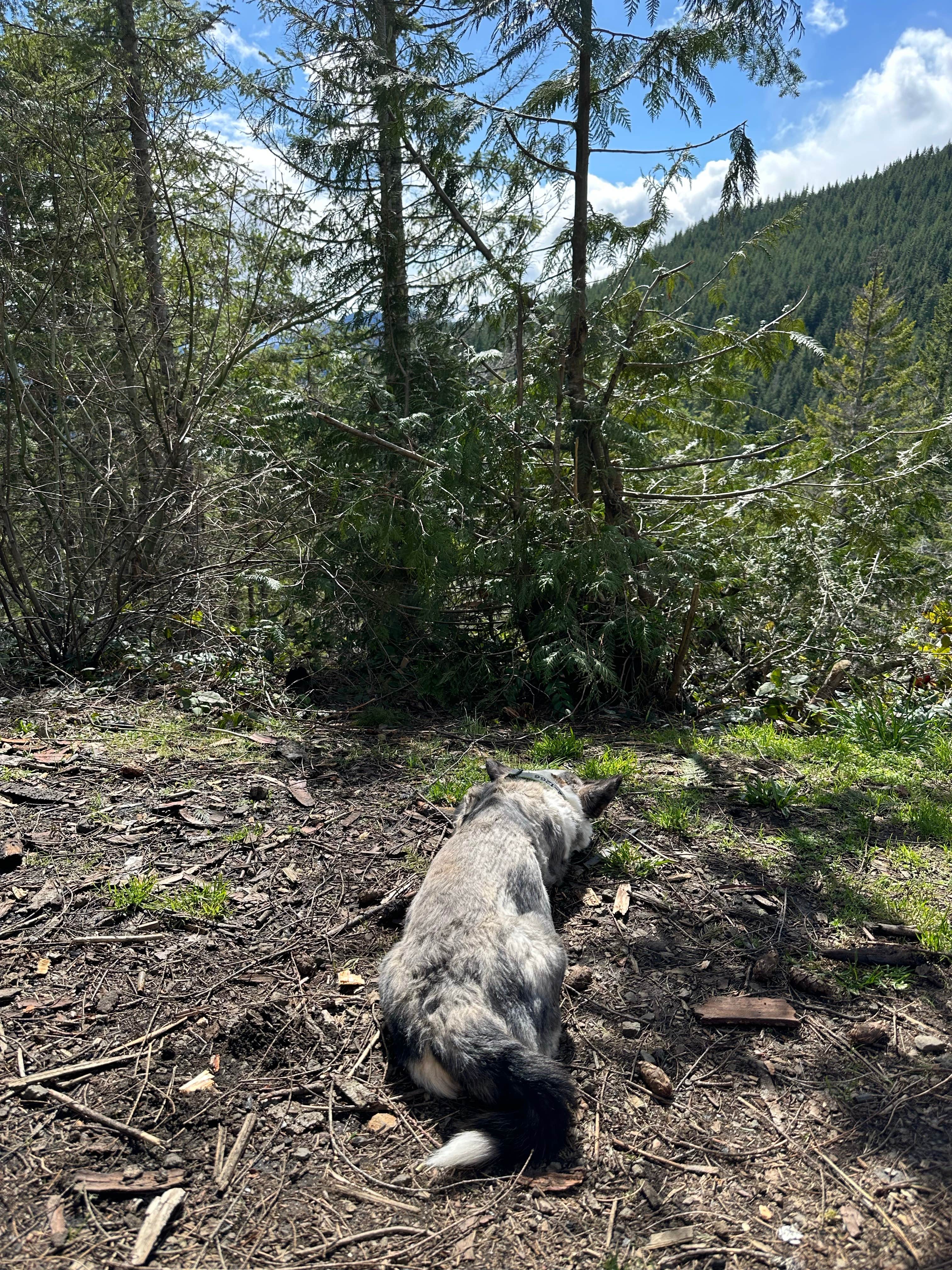 Camper-submitted photo at Hilltop Camp on Forest Road 2419 near Bremerton, WA