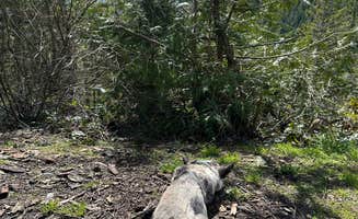 Kim K.'s photo of camping with pets at Hilltop Camp on Forest Road 2419 near Olympic National Forest