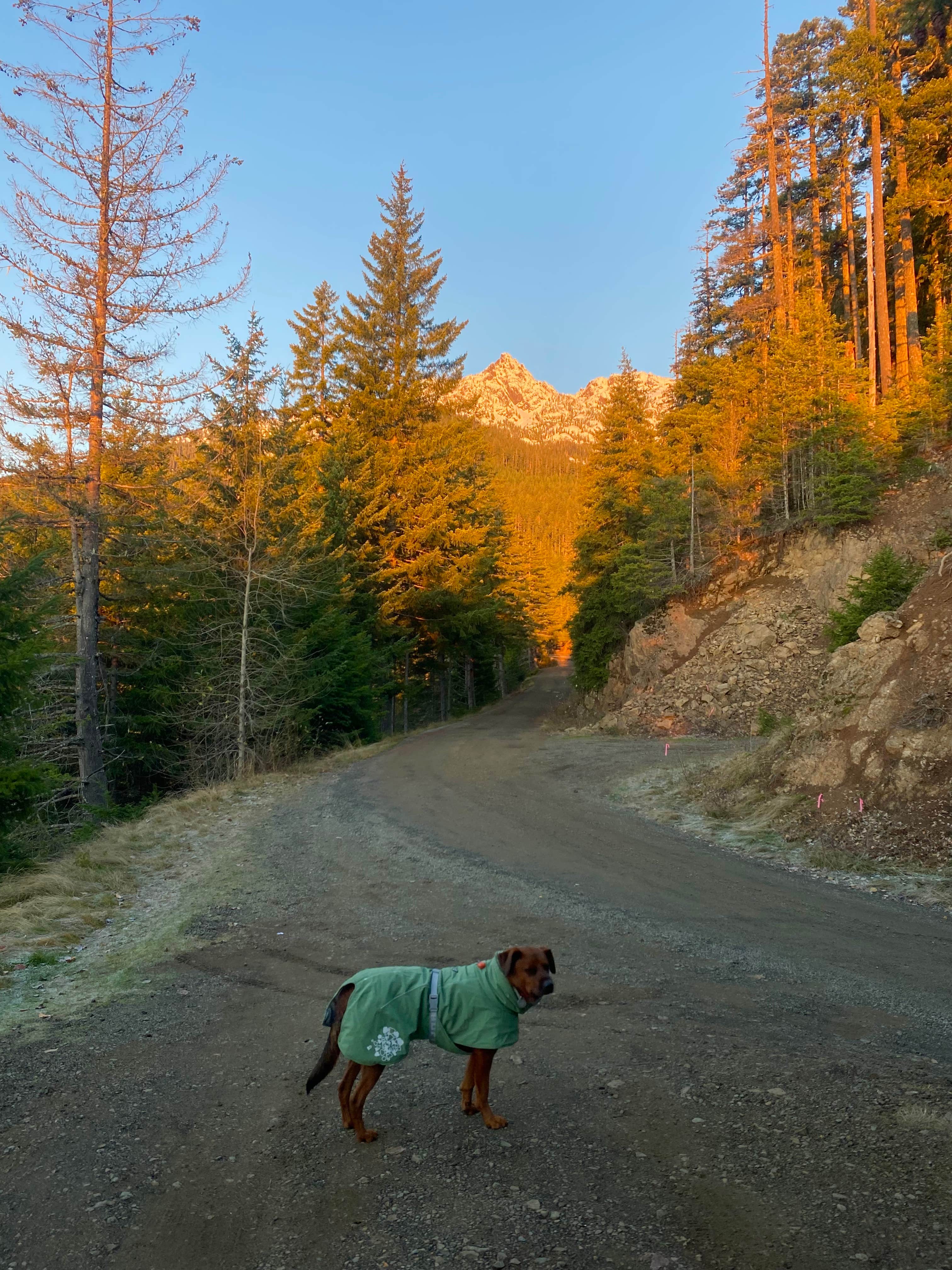 Amber G.'s photo of camping with pets at Hilltop Camp on Forest Road 2419 near Olympic National Forest