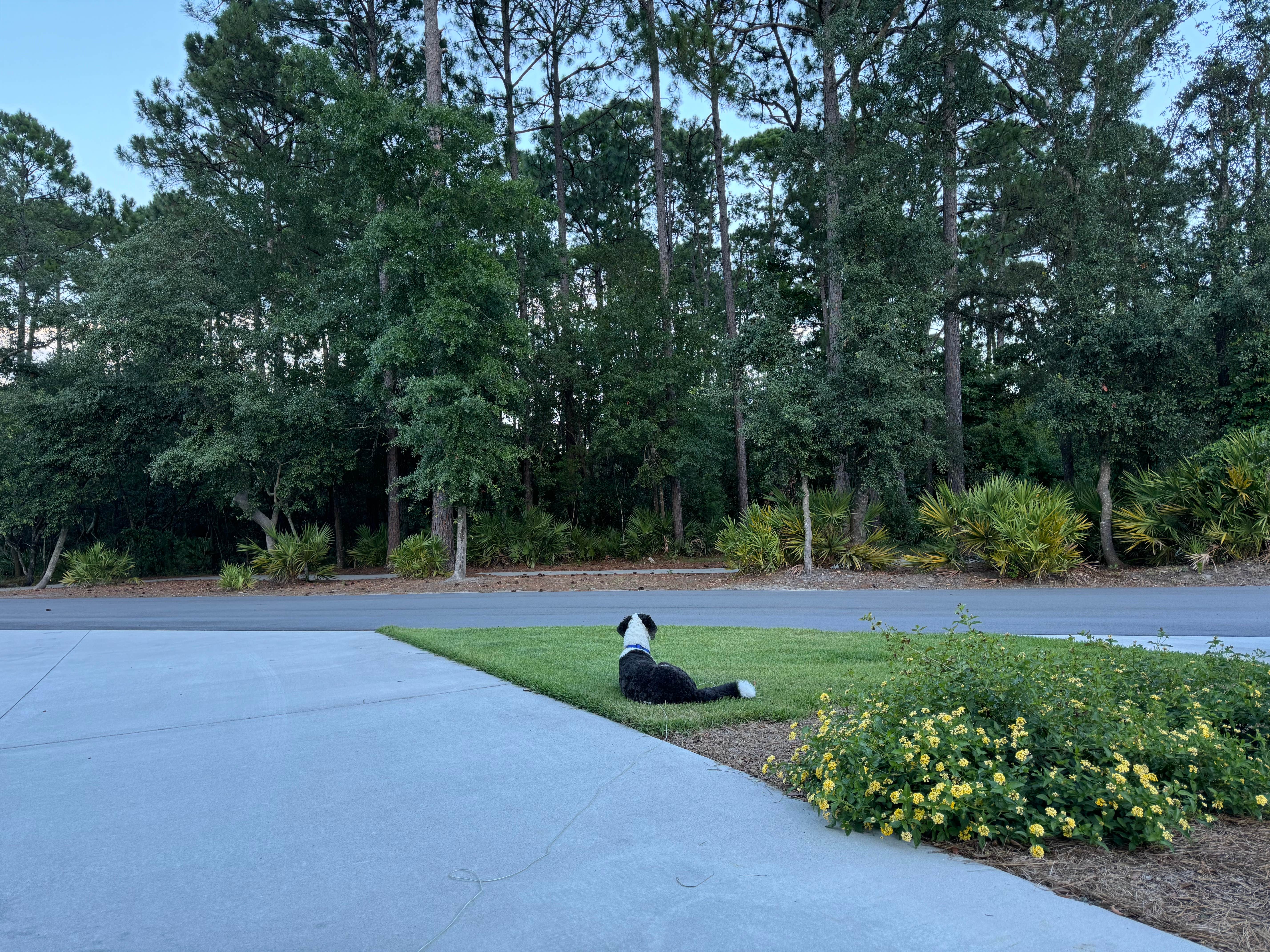 Amanda W.'s photo of camping with pets at Hilton Head National RV Resort near Hardeeville, SC