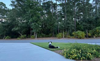 Amanda W.'s photo of camping with pets at Hilton Head National RV Resort near Bluffton, SC