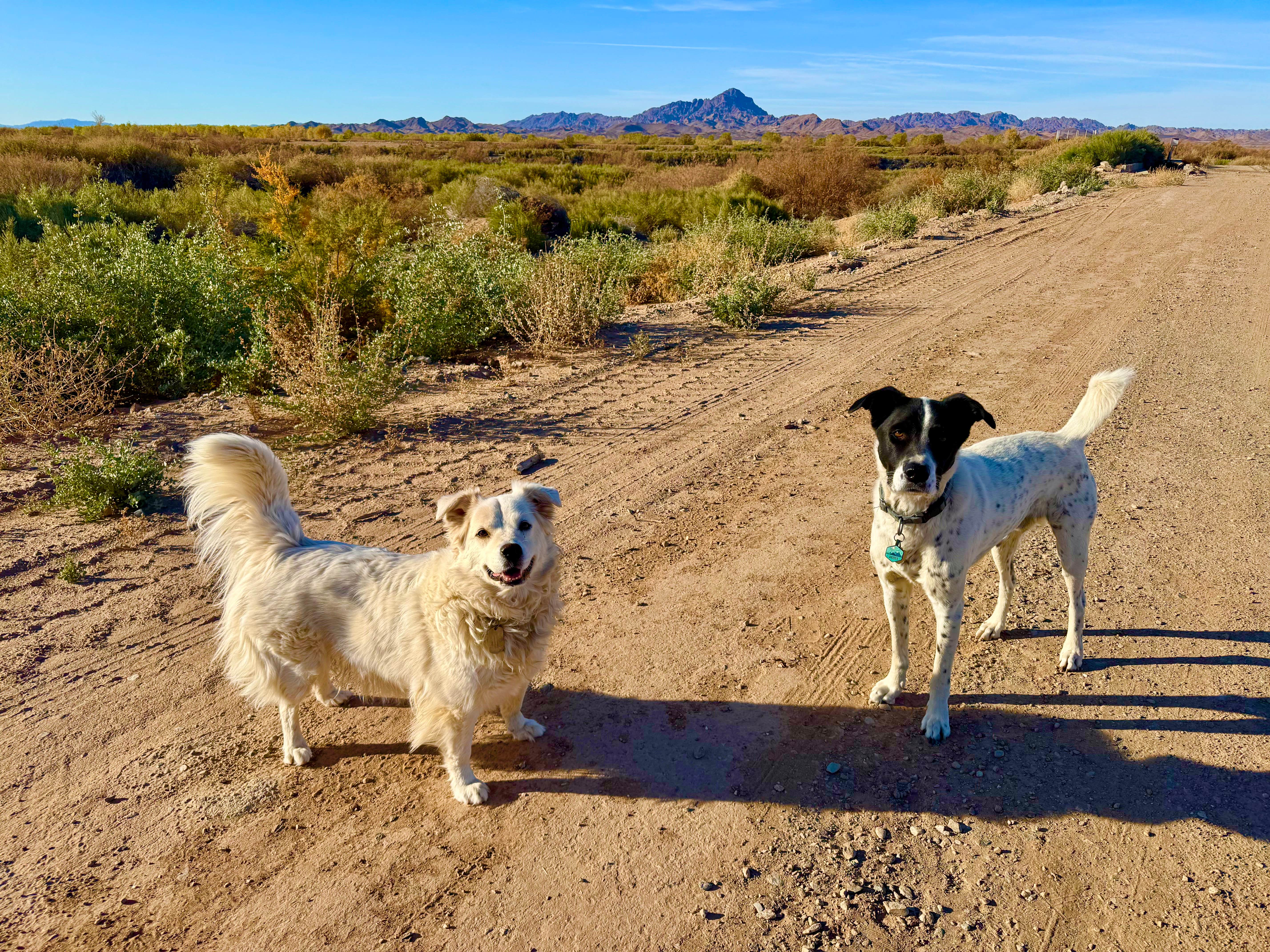Paulina B.'s photo of camping with pets at Hippie Hole Camping Area near Cibola, AZ