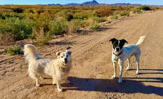 Paulina B.'s photo of camping with pets at Hippie Hole Camping Area near Cibola, AZ