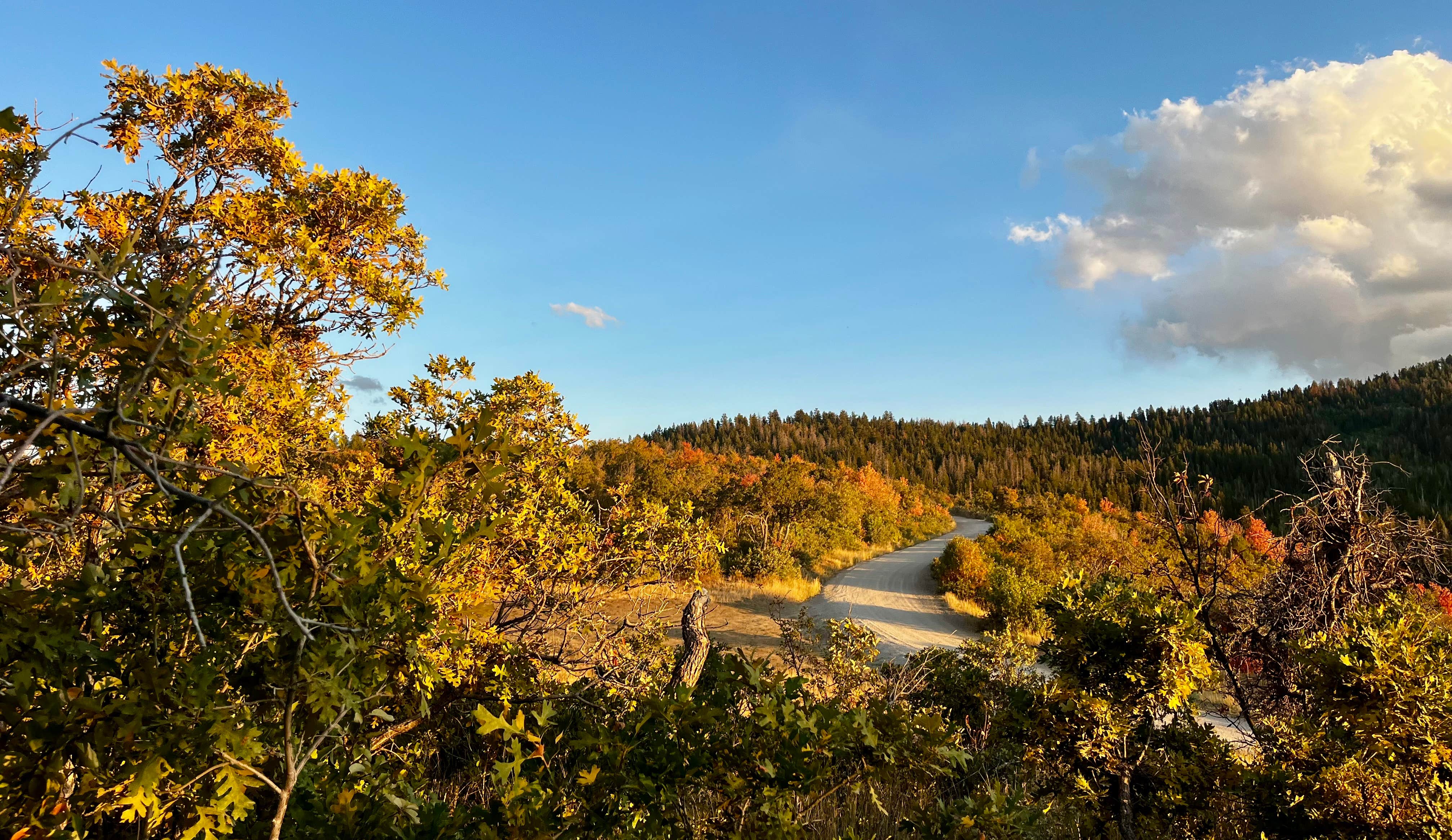 Marasha L.'s photo of a dispersed camping area at Hobble Right Fork Dispersed near Aspen Grove, UT