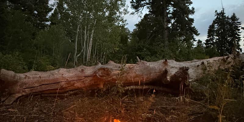 Camper submitted image from Hobble Right Fork Dispersed