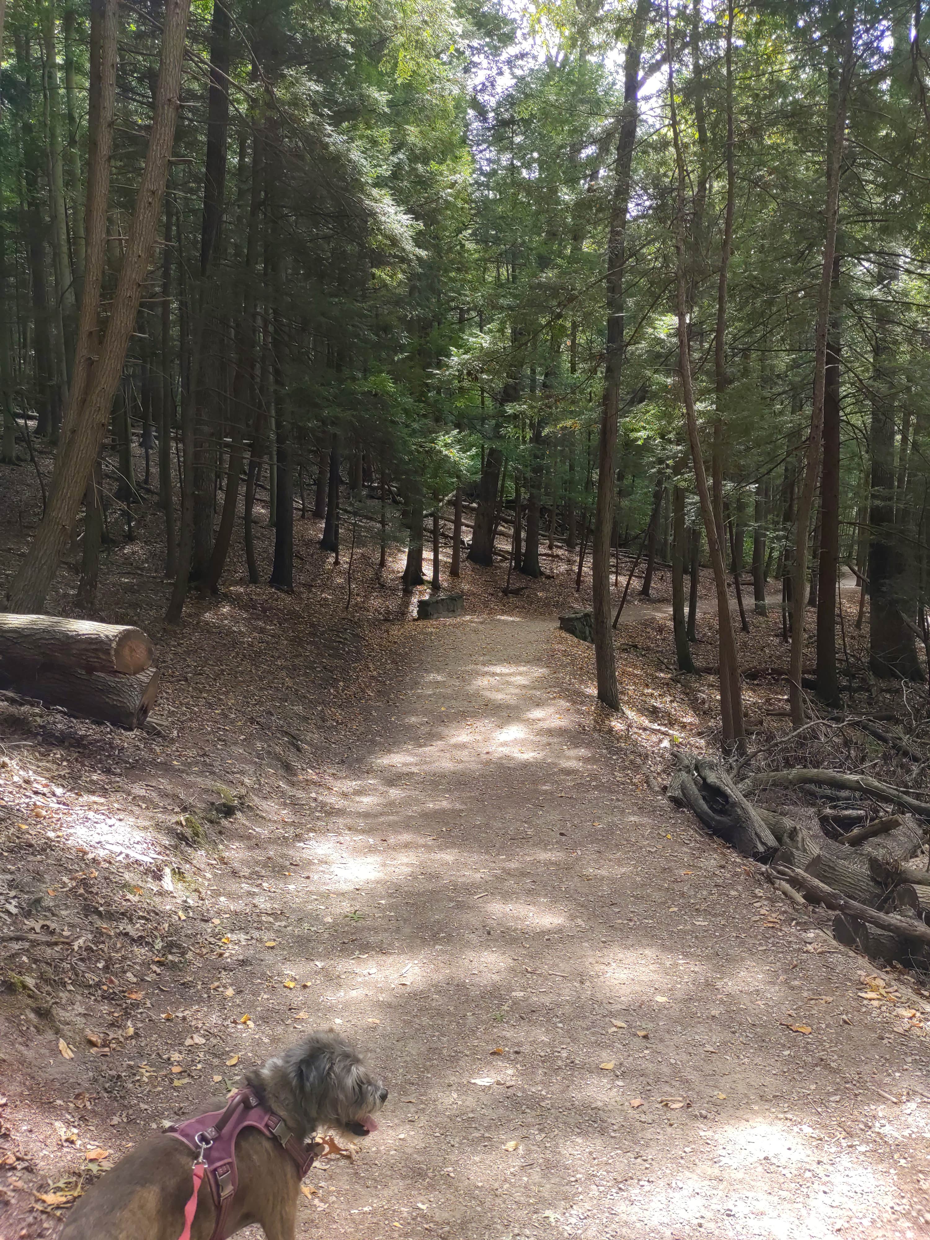 Djakata W.'s photo of camping with pets at Hocking Hills State Park Campground near Canal Winchester, OH