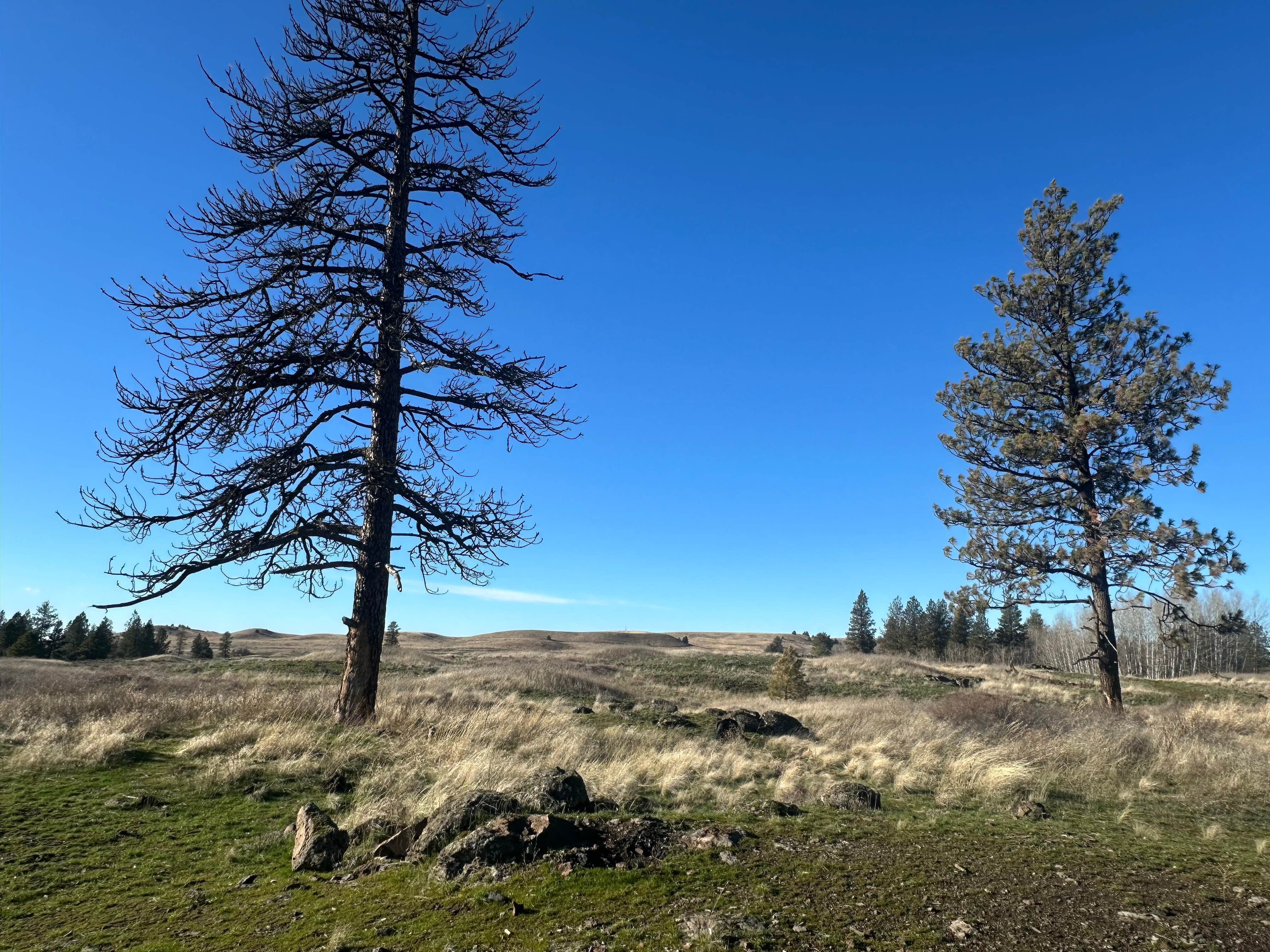 Camper-submitted photo at Hog Lake Campground near St. John, WA