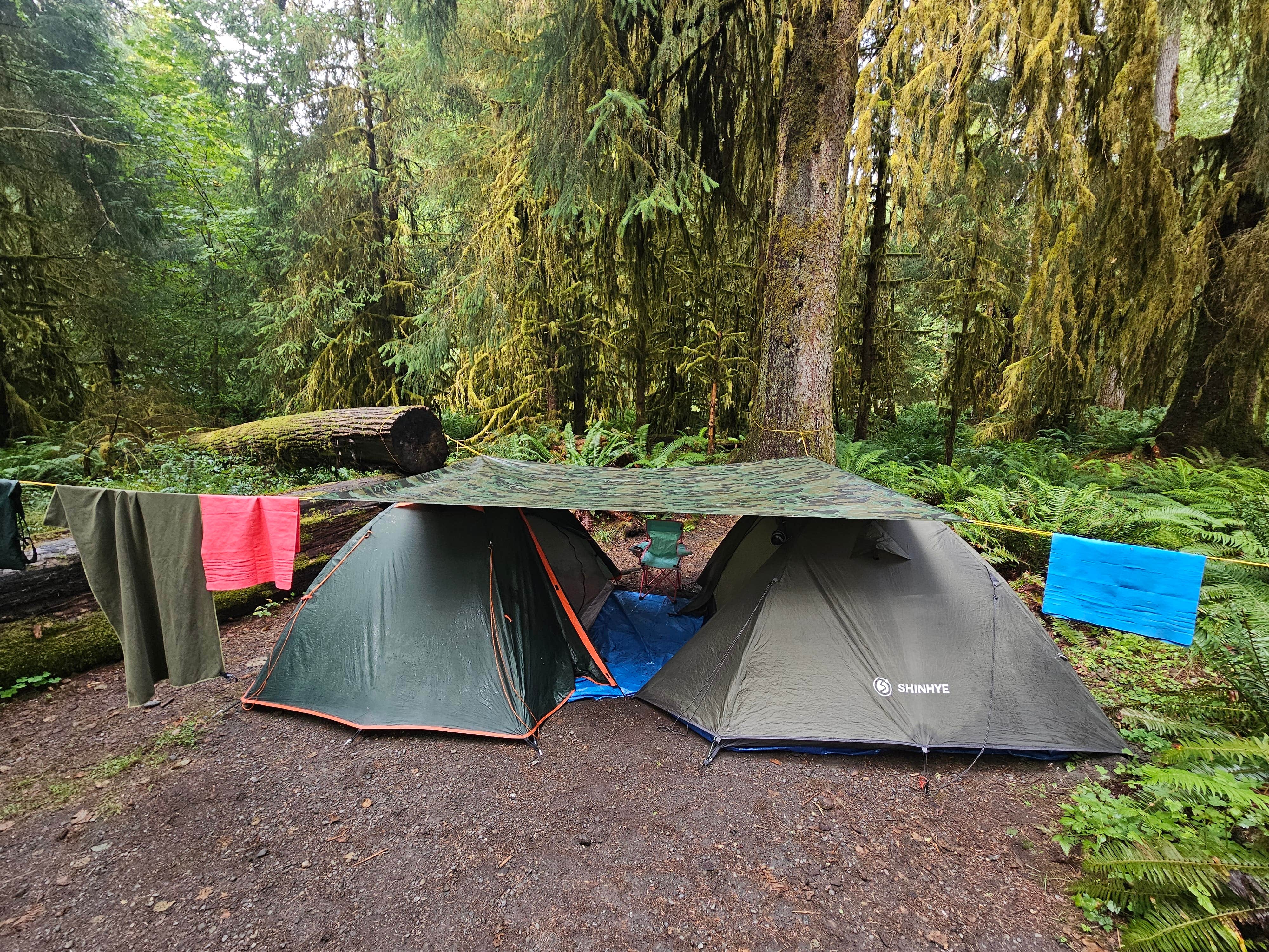 Stephen K.'s photo at Hoh Campground — Olympic National Park near Olympic National Park