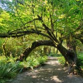 Review photo of Hoh National Park Rainforest by Marion Z., August 14, 2026