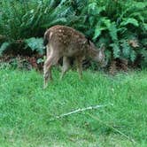 Review photo of Hoh National Park Rainforest by Marion Z., August 14, 2026