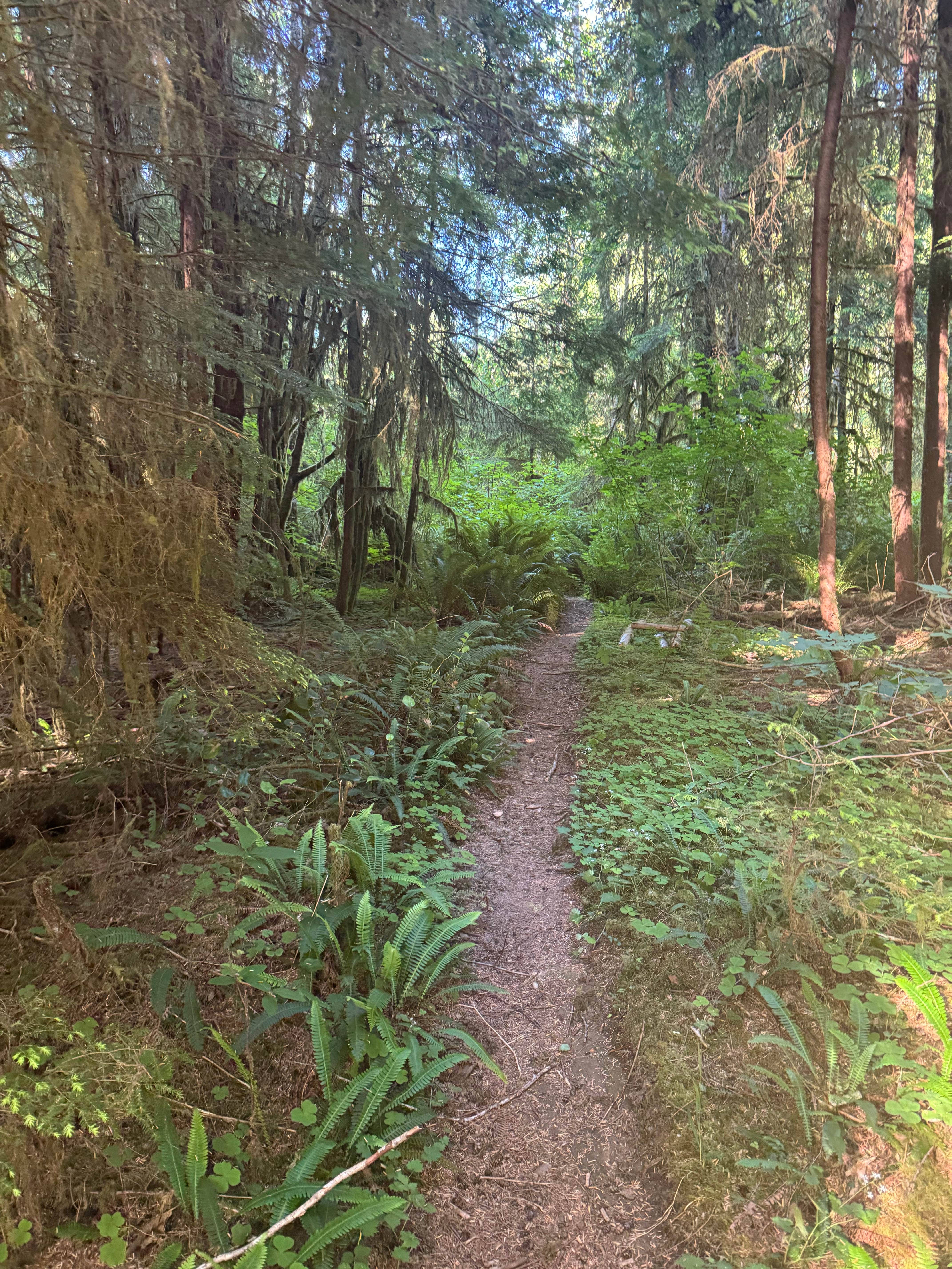 Camper-submitted photo at Hoh River Dream Spot near Olympic National Park
