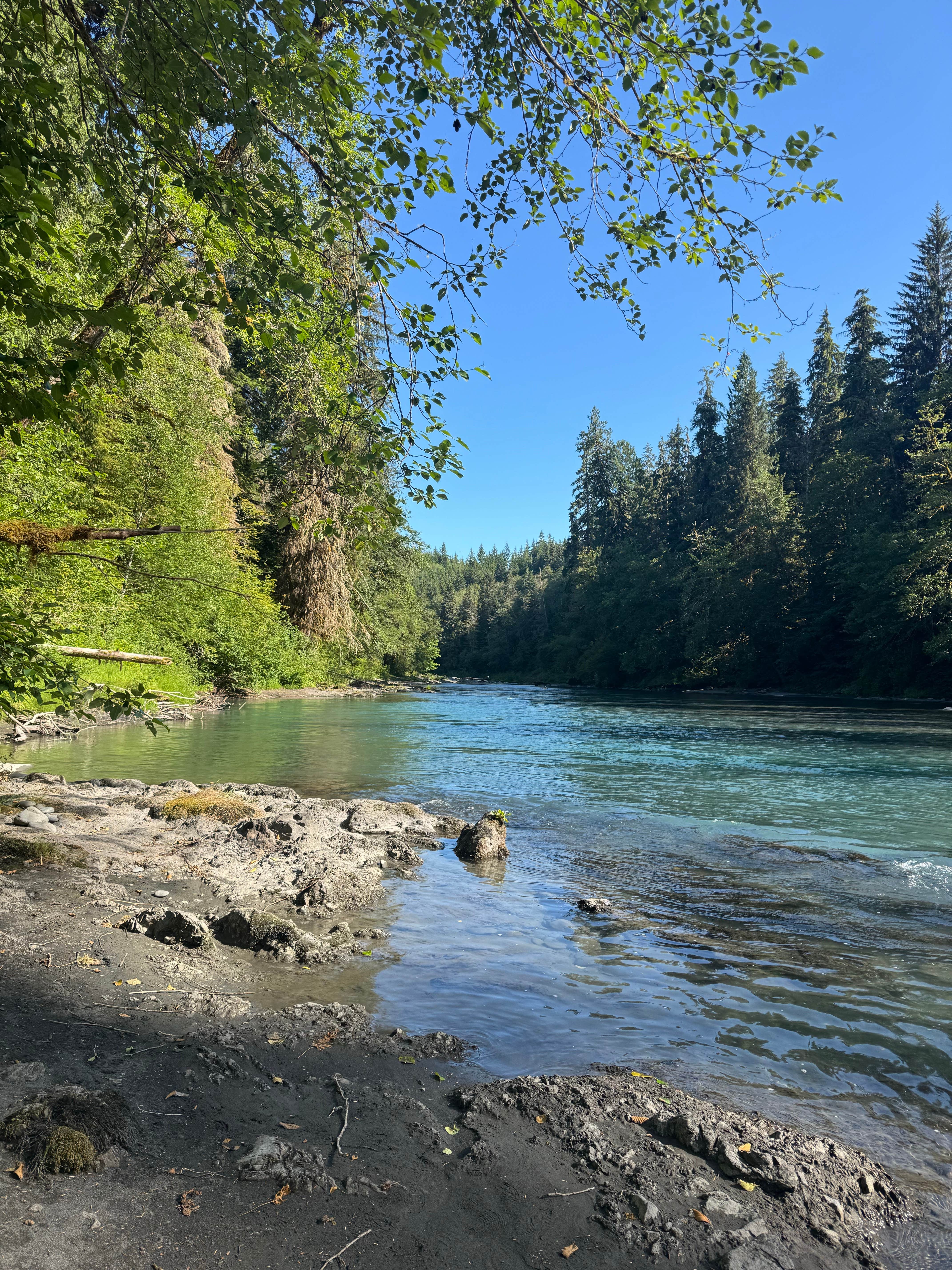 Camper-submitted photo at Hoh River Dream Spot near Olympic National Park