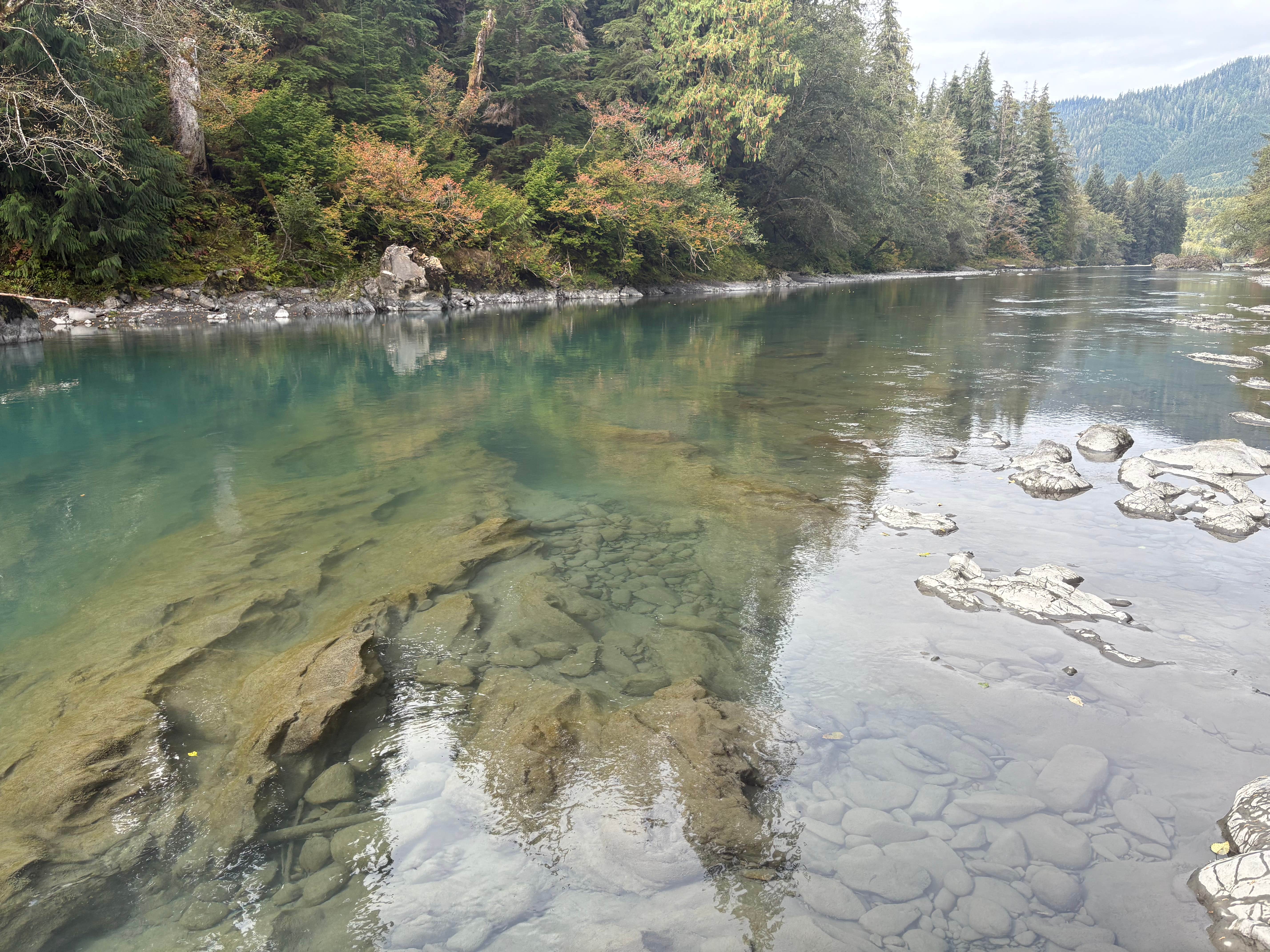 Sarah S.'s photo of a dispersed camping area at Hoh river hideaway near Forks, WA