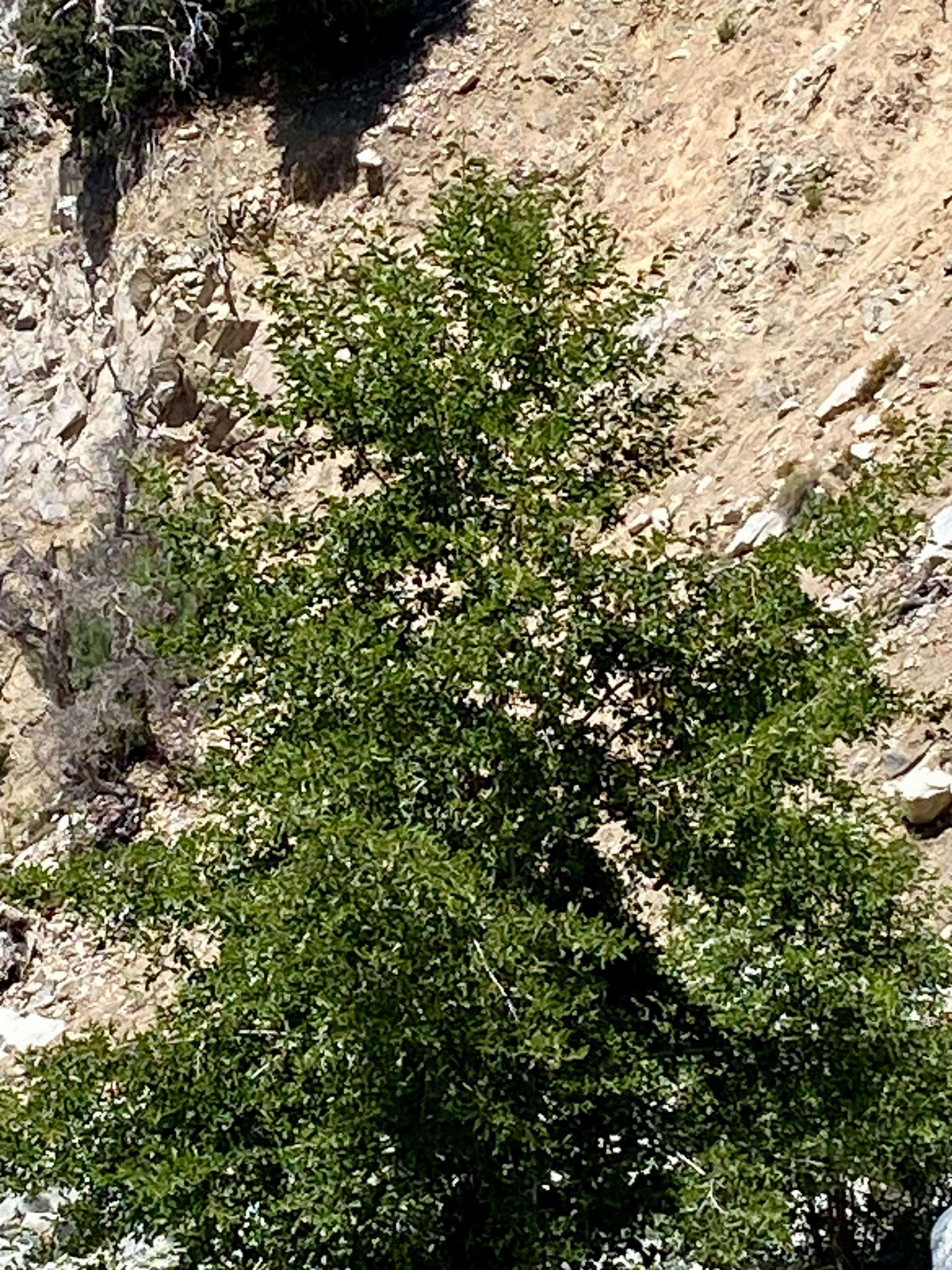 Camper-submitted photo at Holcomb Valley Climbers Camp near Johnson Valley, CA