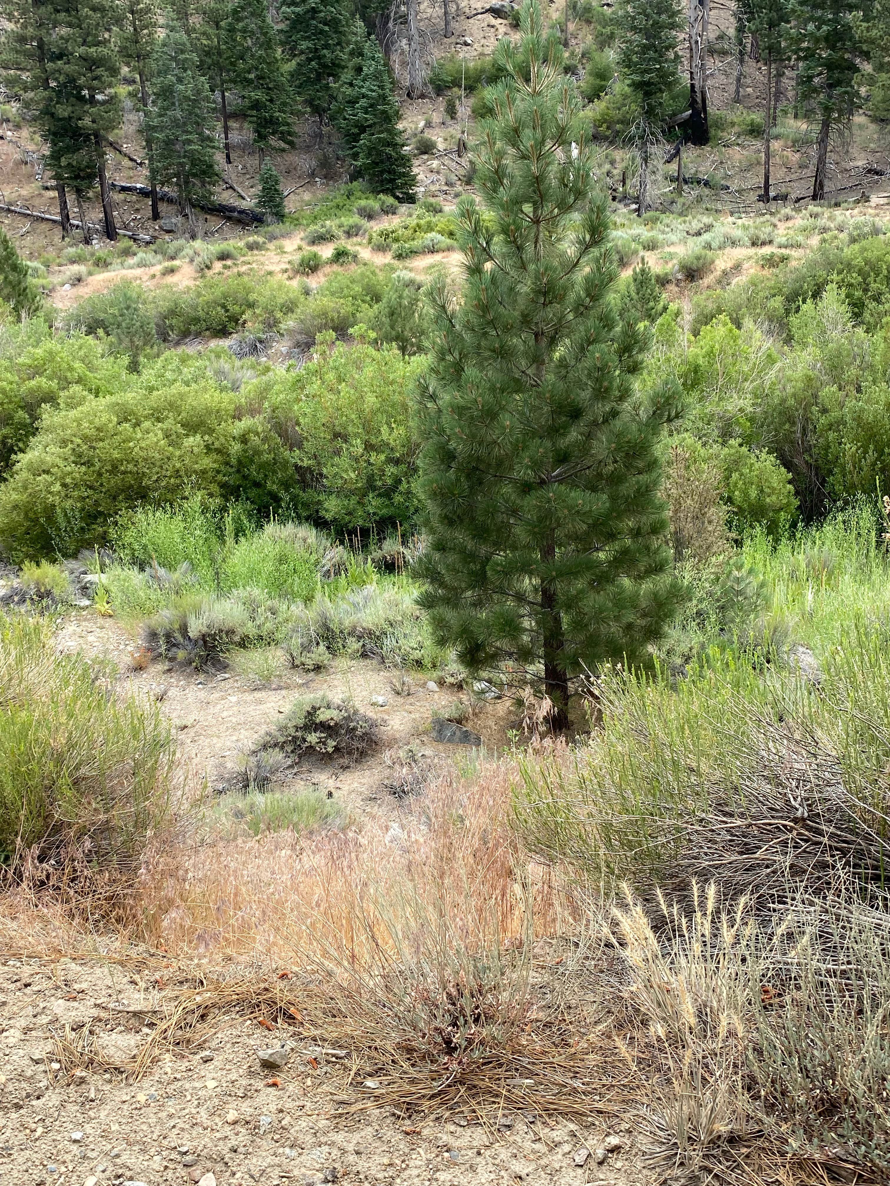 Holcomb Valley Climbers Camp