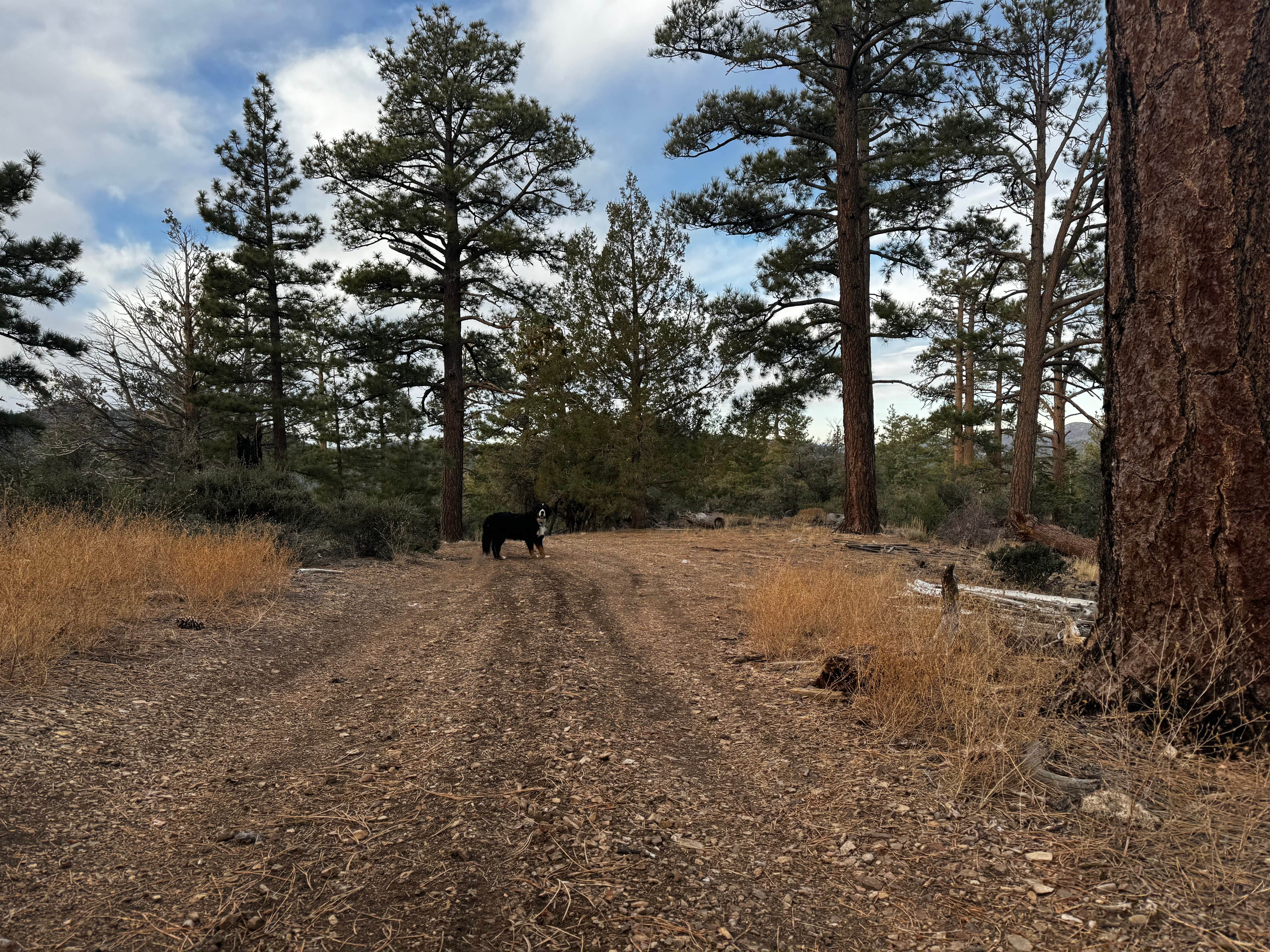 Seychelle R.'s photo of camping with pets at Holcomb Valley Climbers Camp near Yermo, CA