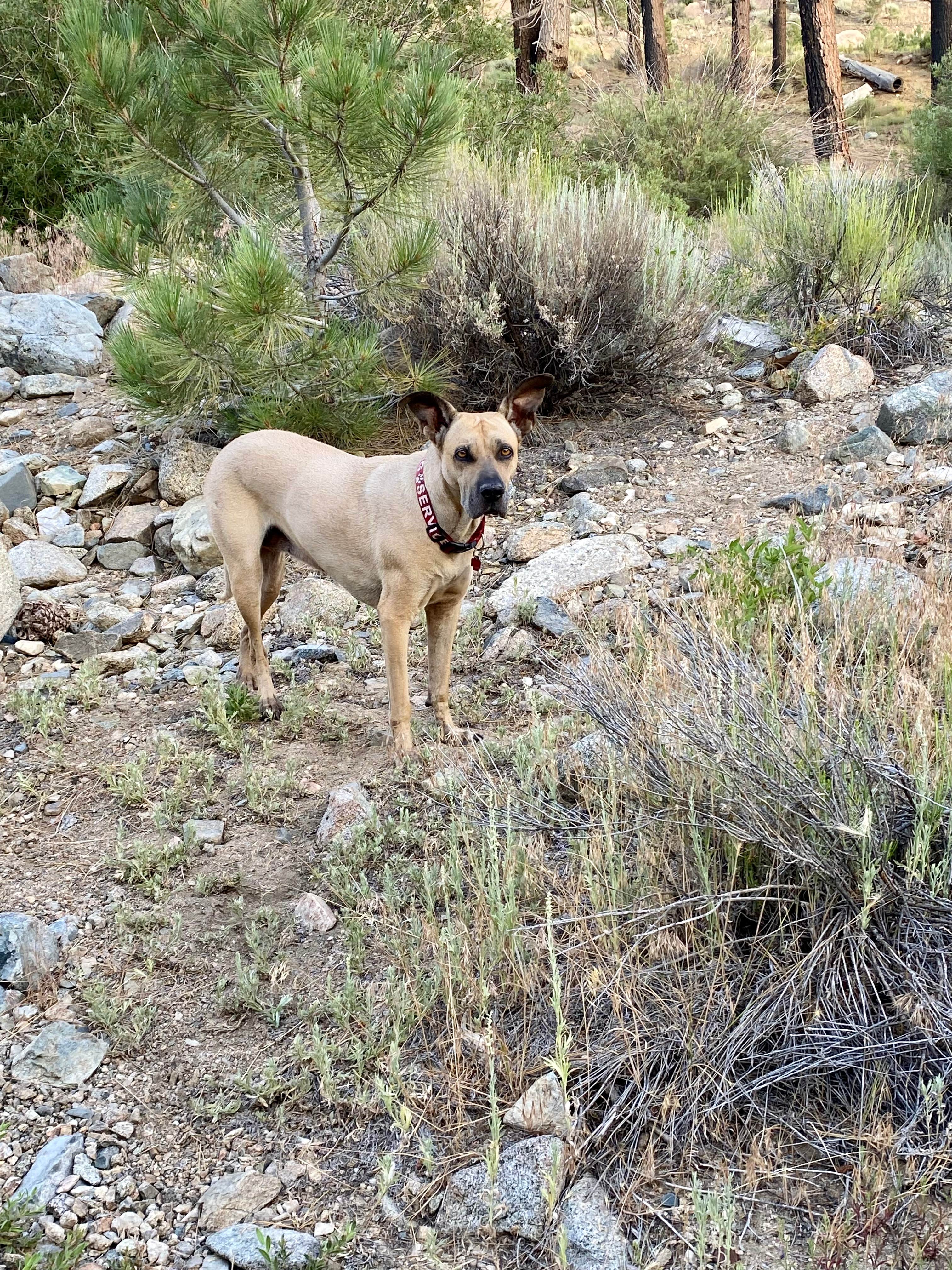 edward W.'s photo of camping with pets at Holcomb Valley Climbers Camp near Apple Valley, CA