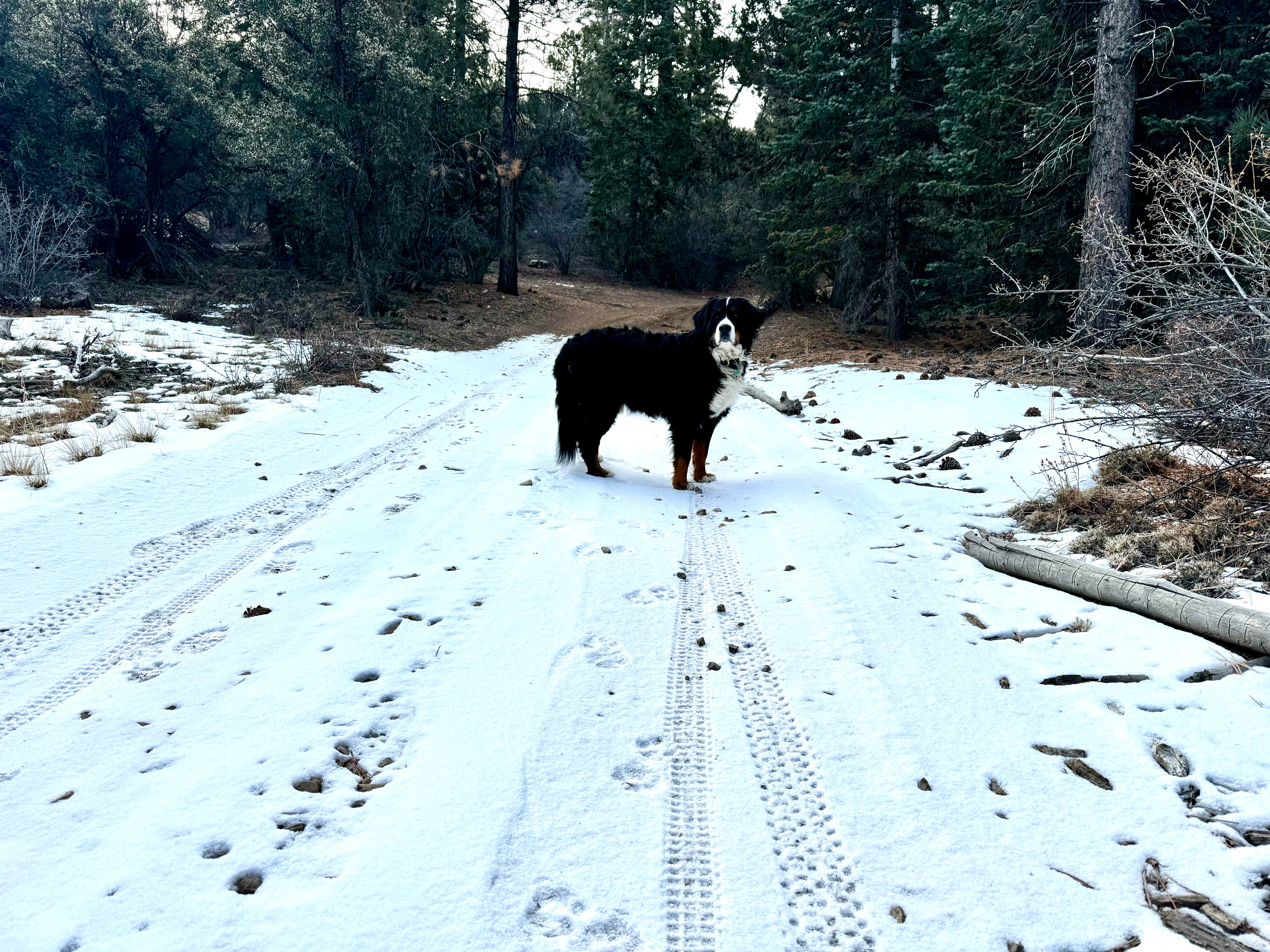 Seychelle R.'s photo of camping with pets at Holcomb Valley Climbers Camp near Apple Valley, CA