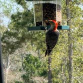 Review photo of Holden Beach RV Campground by Lisa K., April 3, 2026