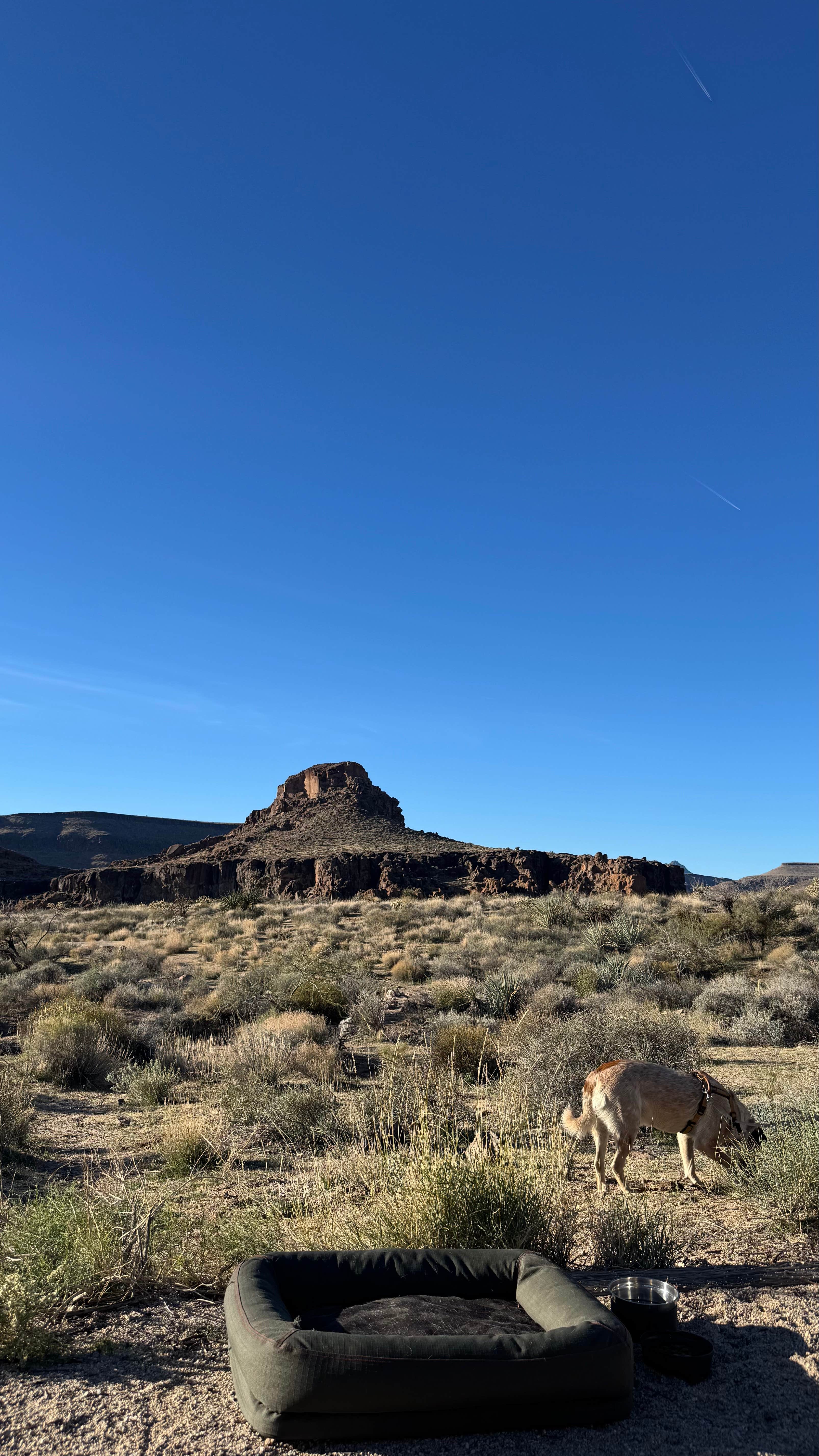 Ernesto L.'s photo of camping with pets at Hole In The Wall Campground — Mojave National Preserve near Laughlin, NV