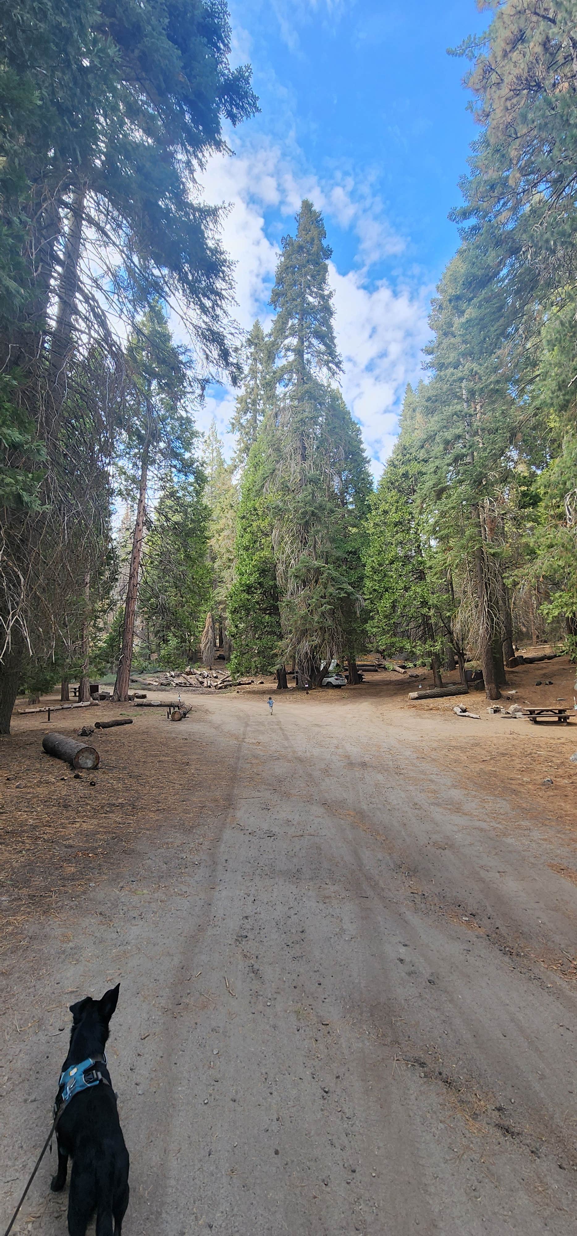 Ryan B.'s photo of camping with pets at Holey Meadow Campground near Sunland, CA
