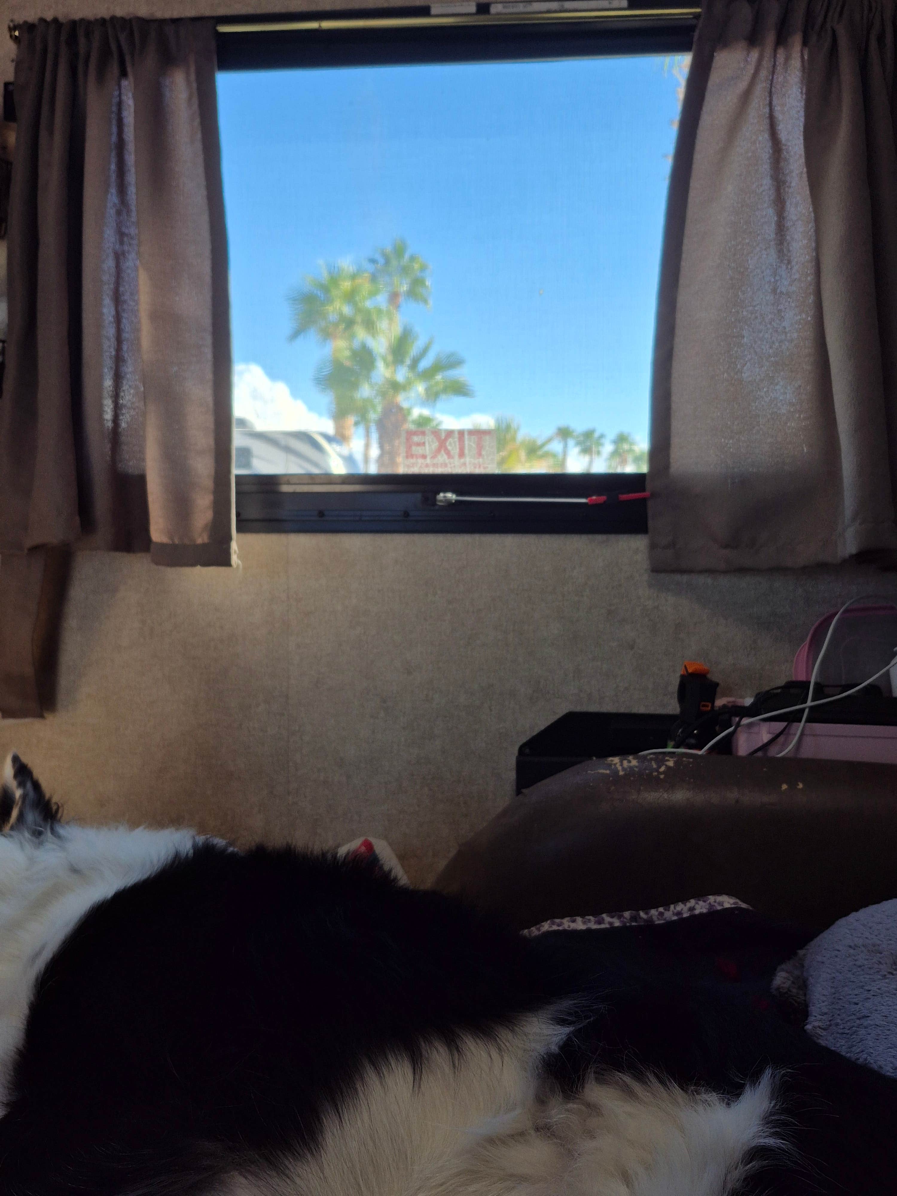 Terrie L.'s photo of camping with pets at Holiday Palms RV Resort near Quartzsite, AZ