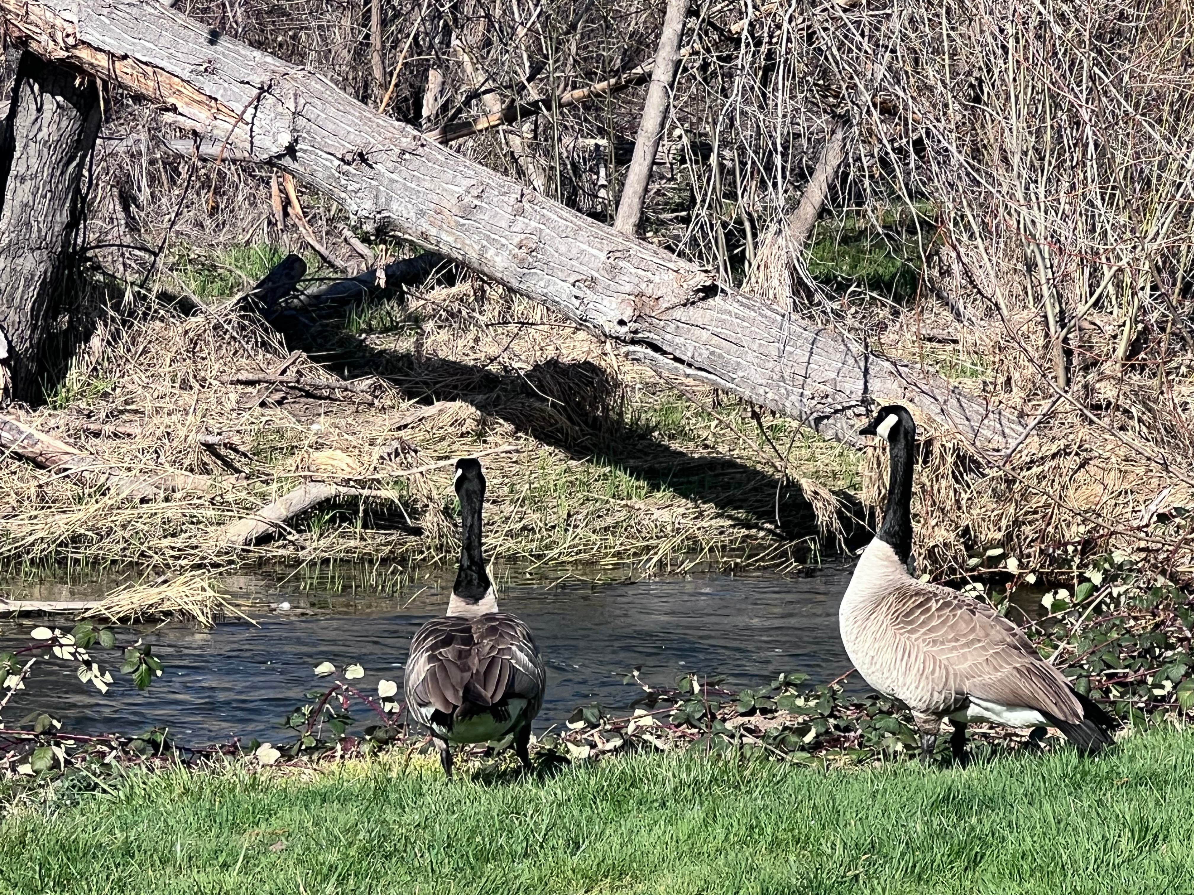 Camper-submitted photo at Holiday RV Park near Trail, OR