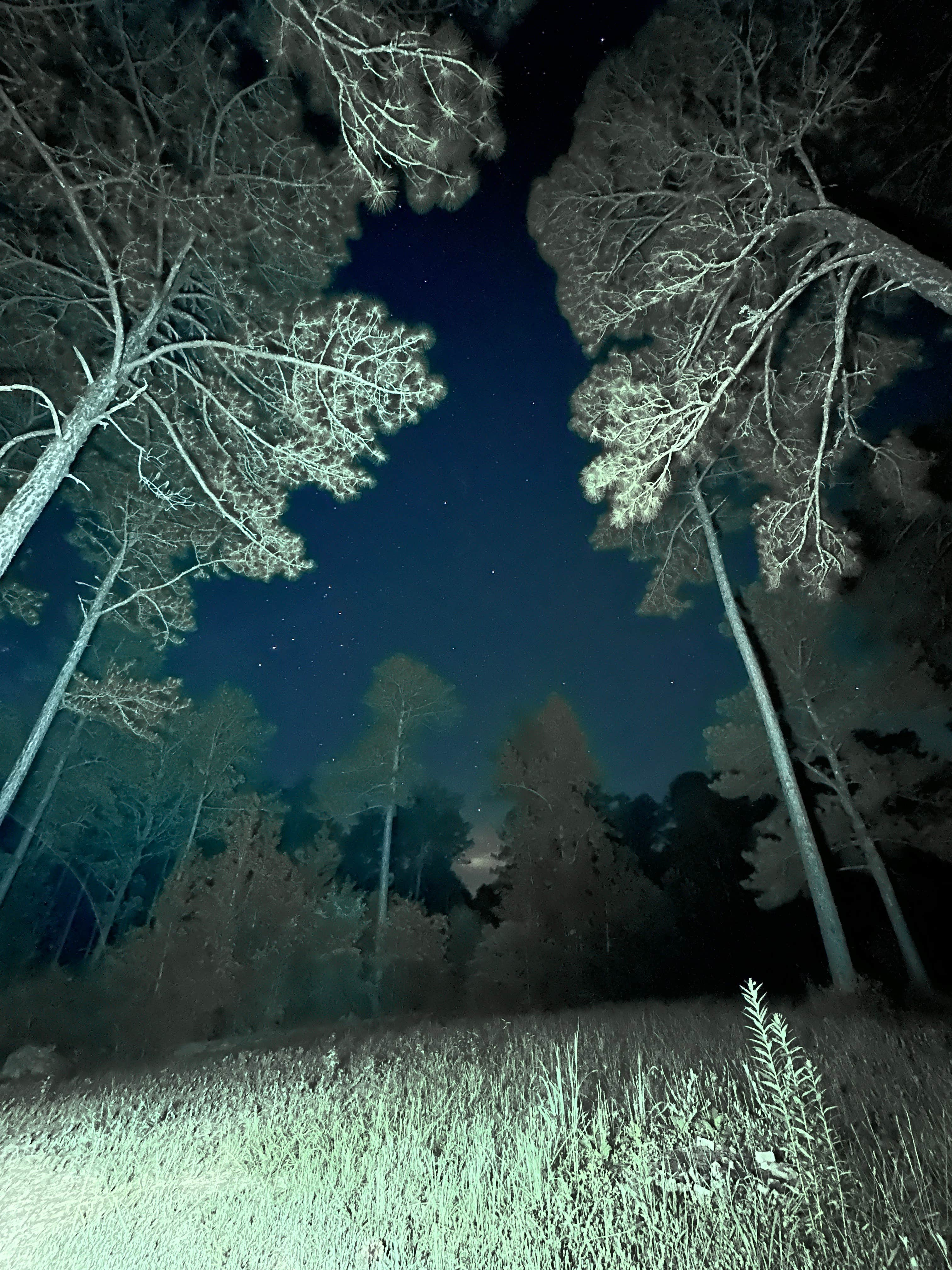 Camper-submitted photo at Hollins Hunting Camp near Columbiana, AL