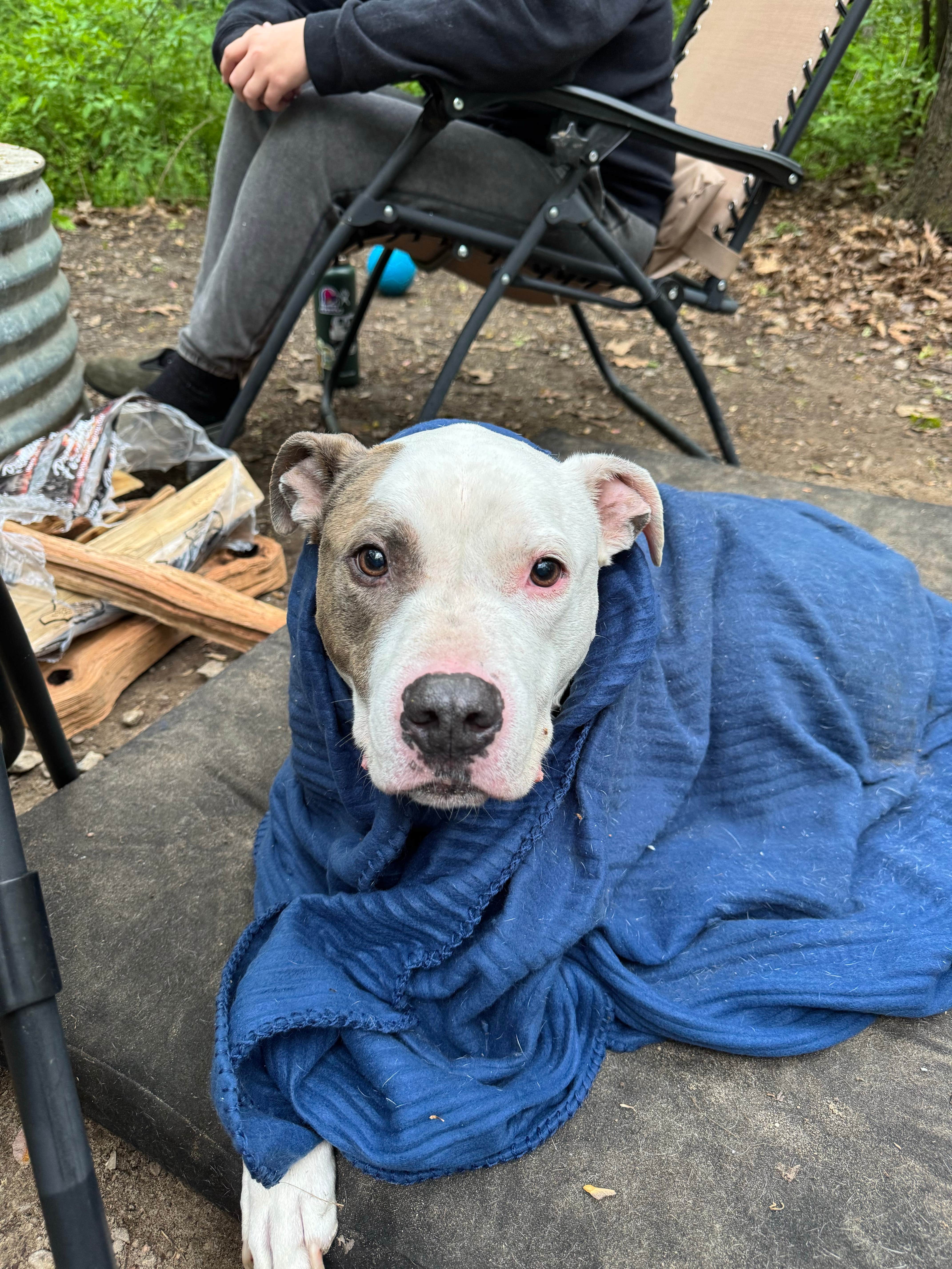 Ashley F.'s photo of camping with pets at McGinnis Lake Campground — Holly Recreation Area near Dryden, MI