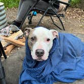 Review photo of McGinnis Lake Modern Campground — Holly Recreation Area by Ashley F., May 18, 2025