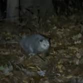 Review photo of McGinnis Lake Modern Campground — Holly Recreation Area by Bryce L., November 16, 2025