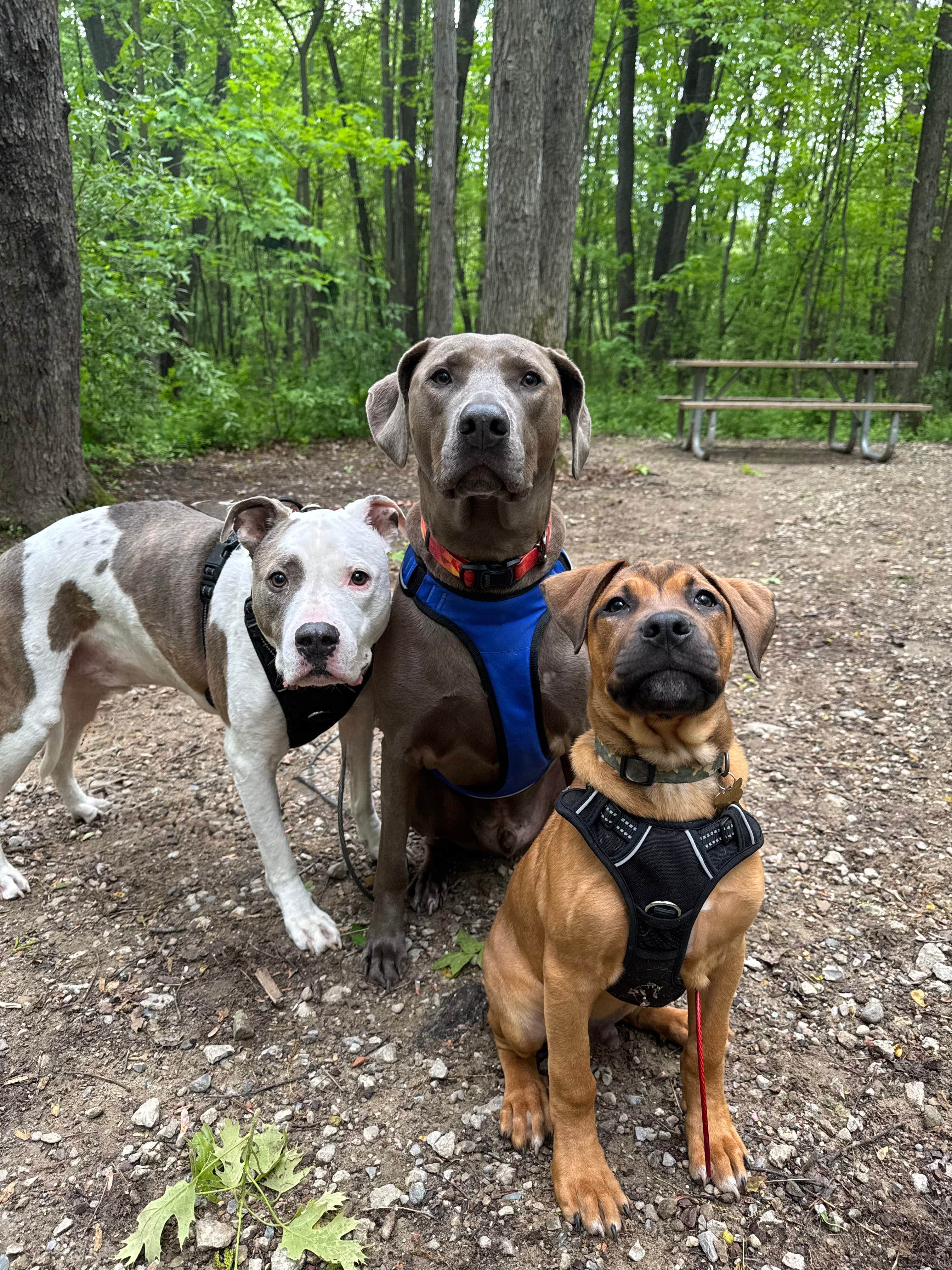 Ashley F.'s photo of camping with pets at McGinnis Lake Modern Campground — Holly Recreation Area near Detroit, MI