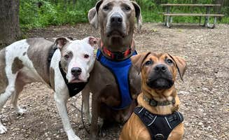 Ashley F.'s photo of camping with pets at McGinnis Lake Modern Campground — Holly Recreation Area near Warren, MI