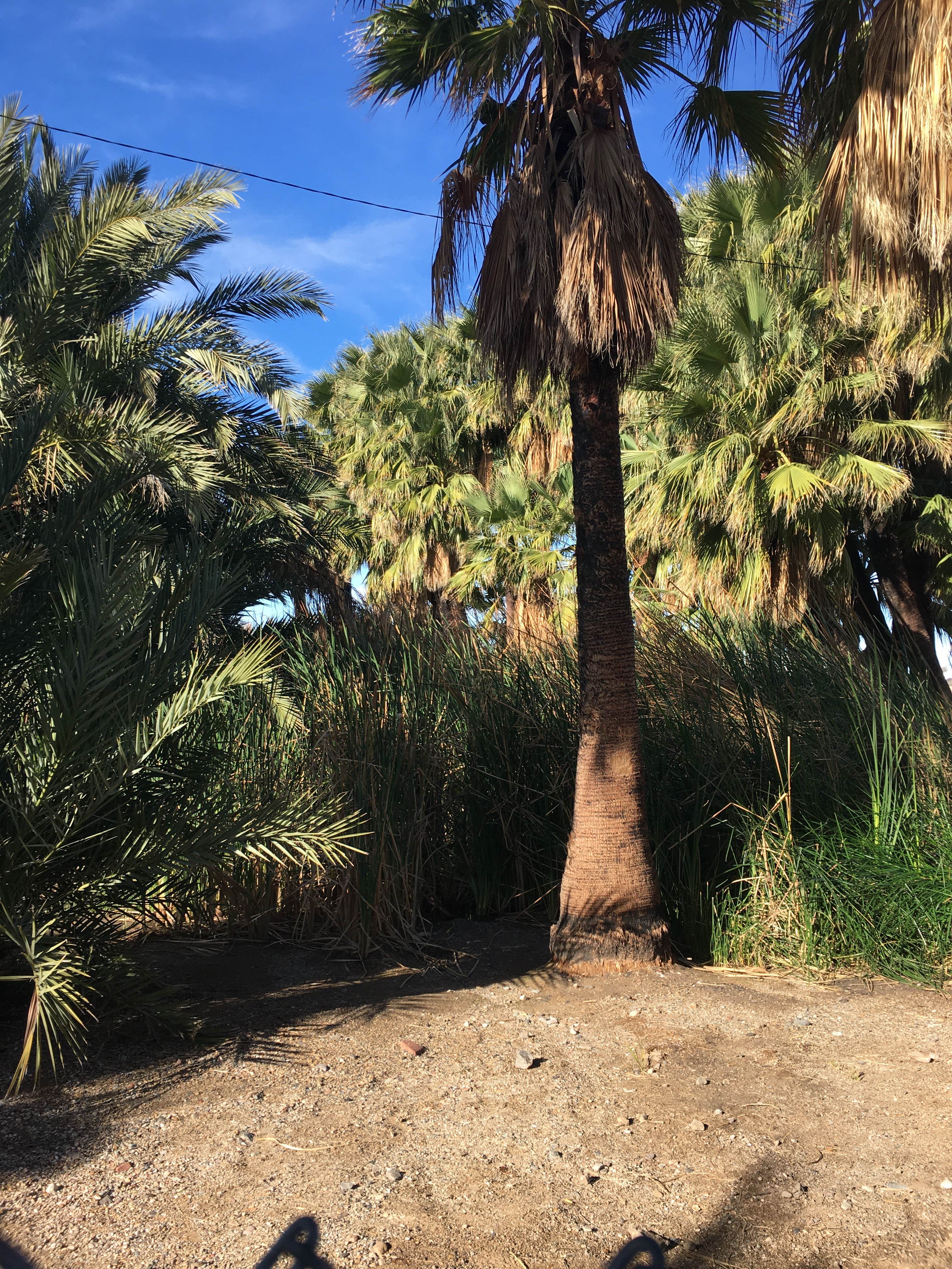 Camper-submitted photo at Holtville Hot Springs Dispersed Site near Calexico, CA