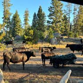 Review photo of Homestake Pass Dispersed by mel B., August 1, 2024