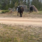Review photo of Homestake Pass Dispersed by Audrey M., July 29, 2026