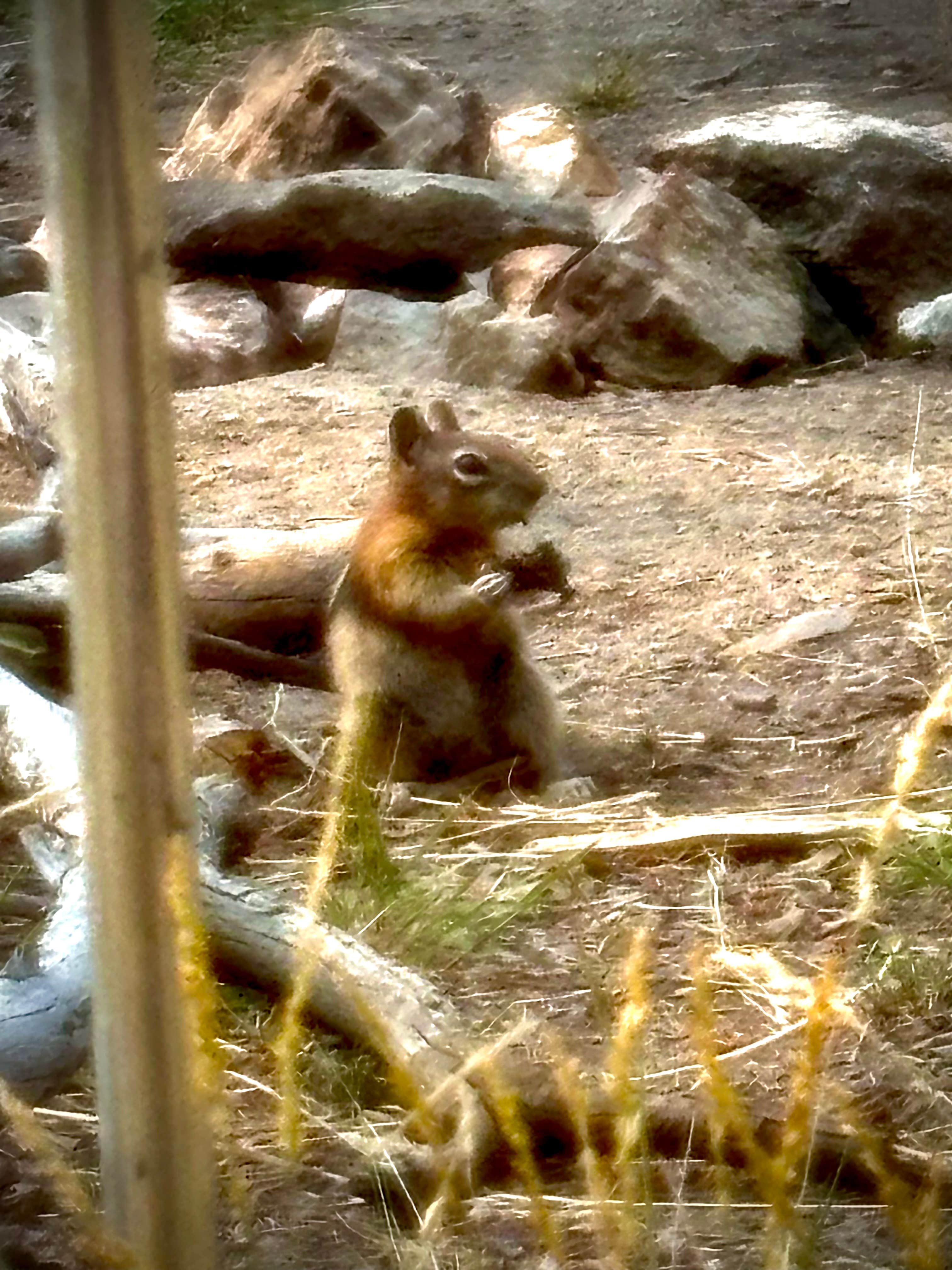 Camper submitted image from Homestake Pass Dispersed - 3