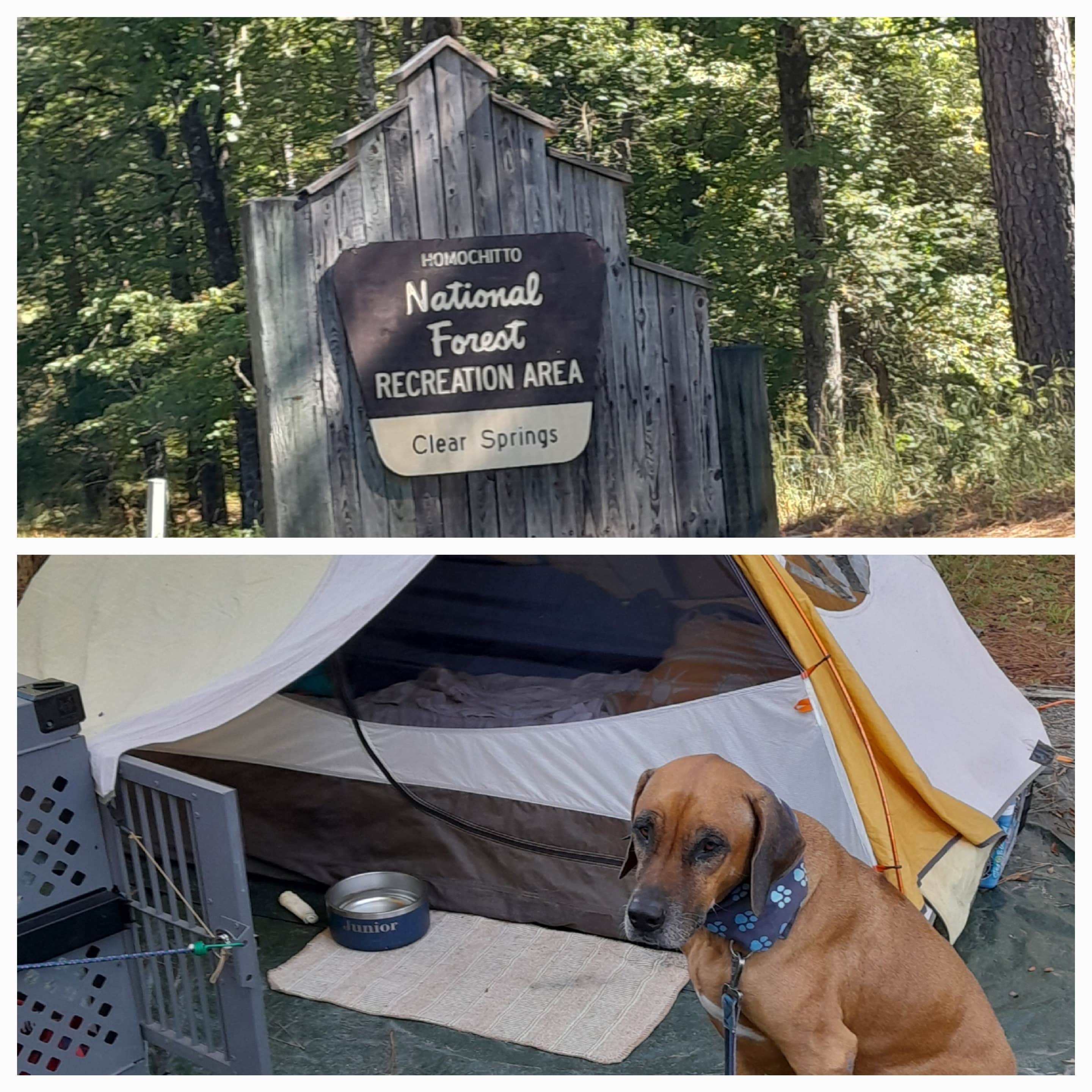 Nancy K.'s photo of camping with pets at Clear Springs Lake Rec Area NF Campground near Gloster, MS