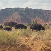 Review photo of Caprock Canyons State Park -  Honey Flat by Deb L., October 7, 2023