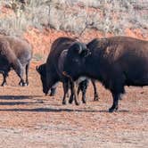 Review photo of Honey Flat Camping Area — Caprock Canyons State Park by Jay P., February 19, 2025