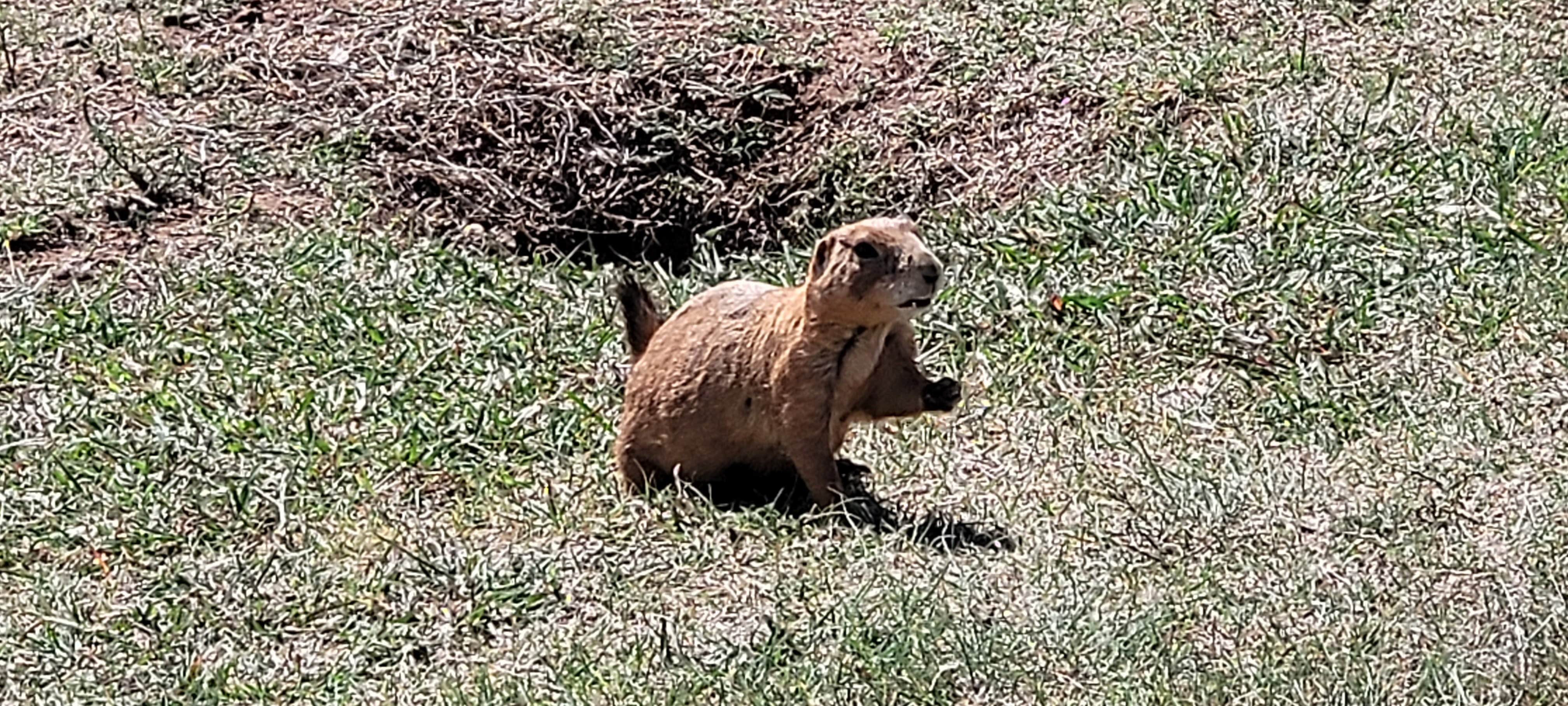 Pedro C.'s photo of camping with pets at Honey Flat Camping Area — Caprock Canyons State Park near Childress, TX