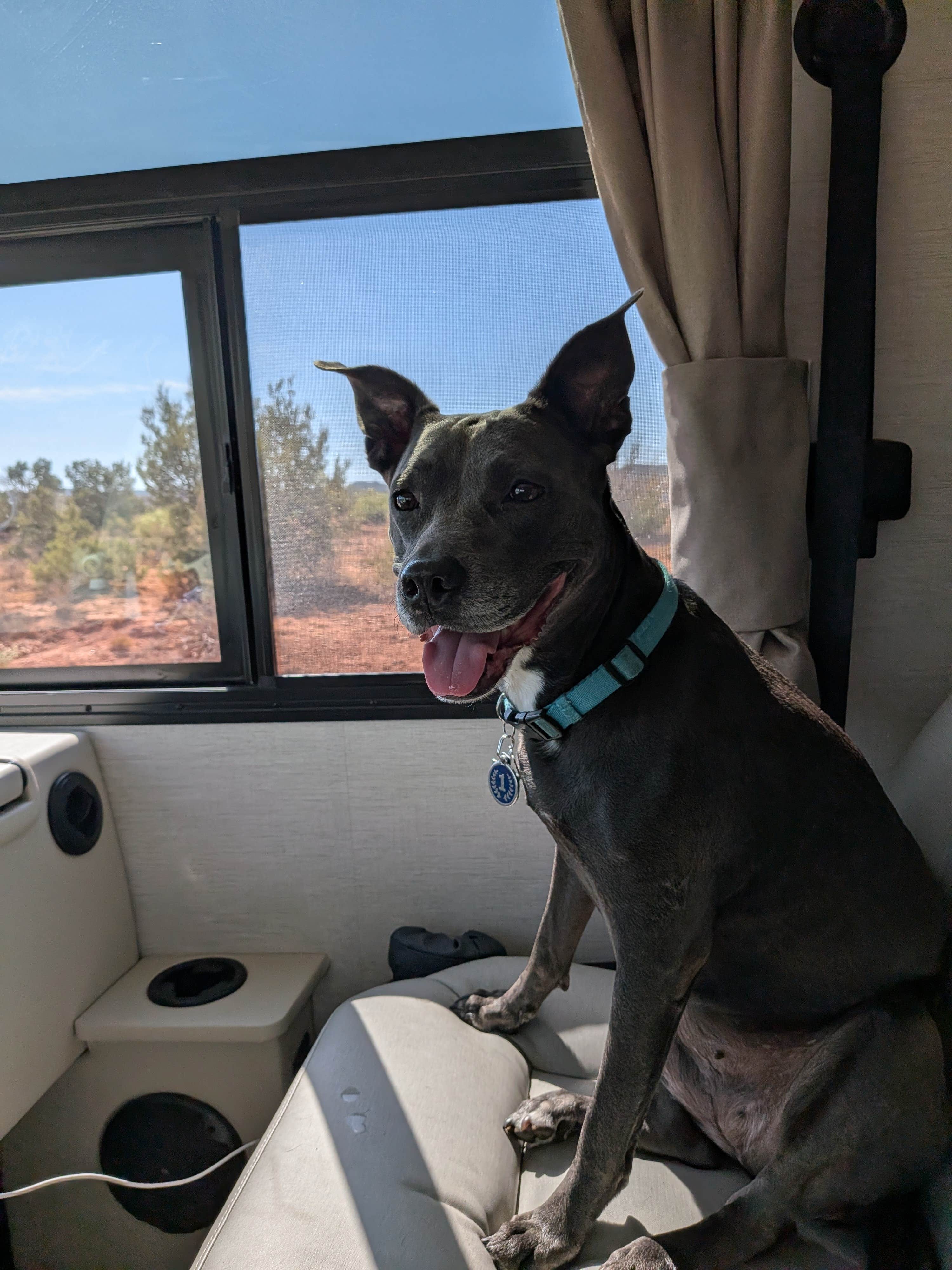 David B.'s photo of camping with pets at Honey Flat Camping Area — Caprock Canyons State Park near Quitaque, TX