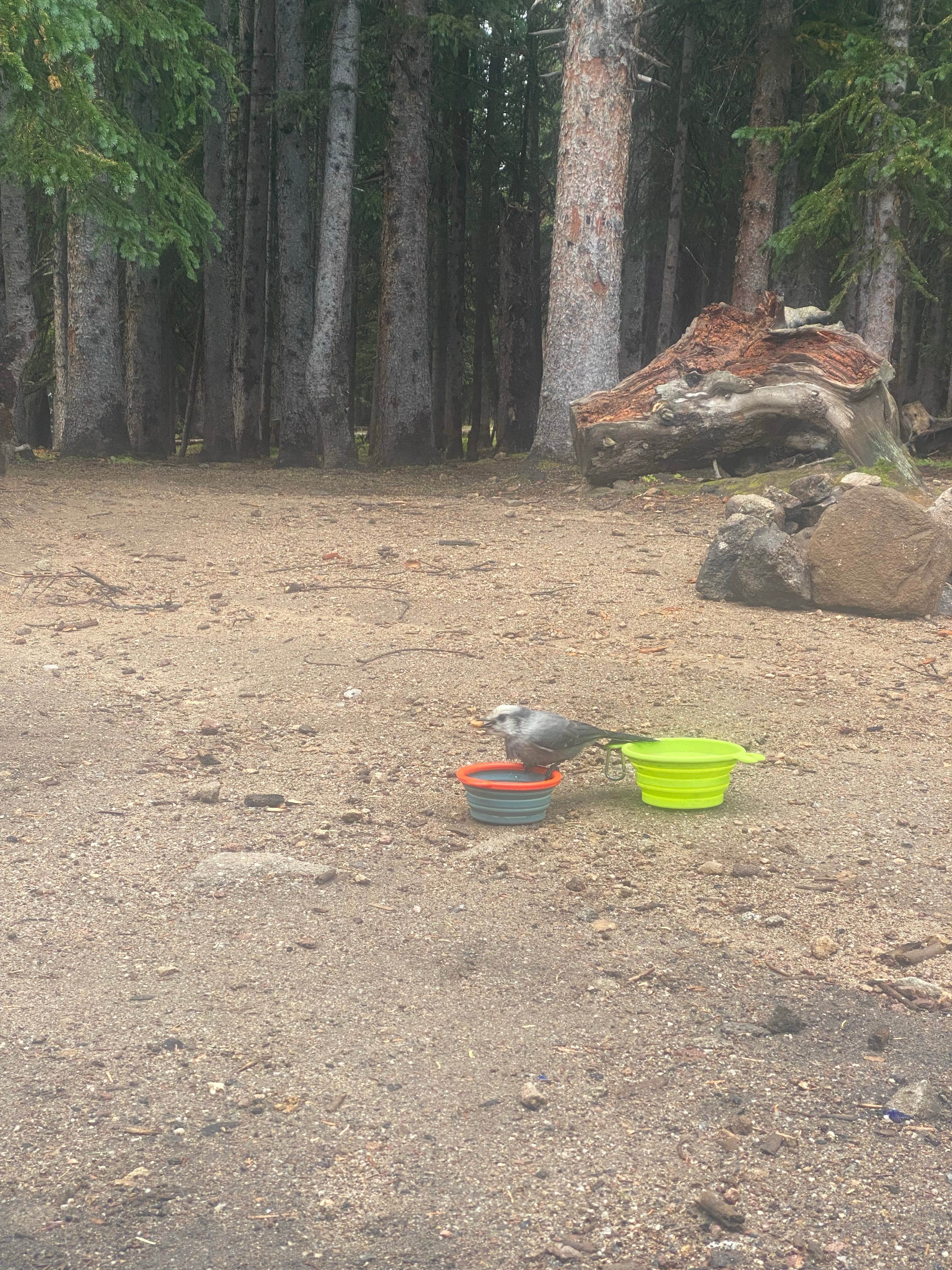 Camper submitted image from Hoosier Pass Dispersed Camping - 3