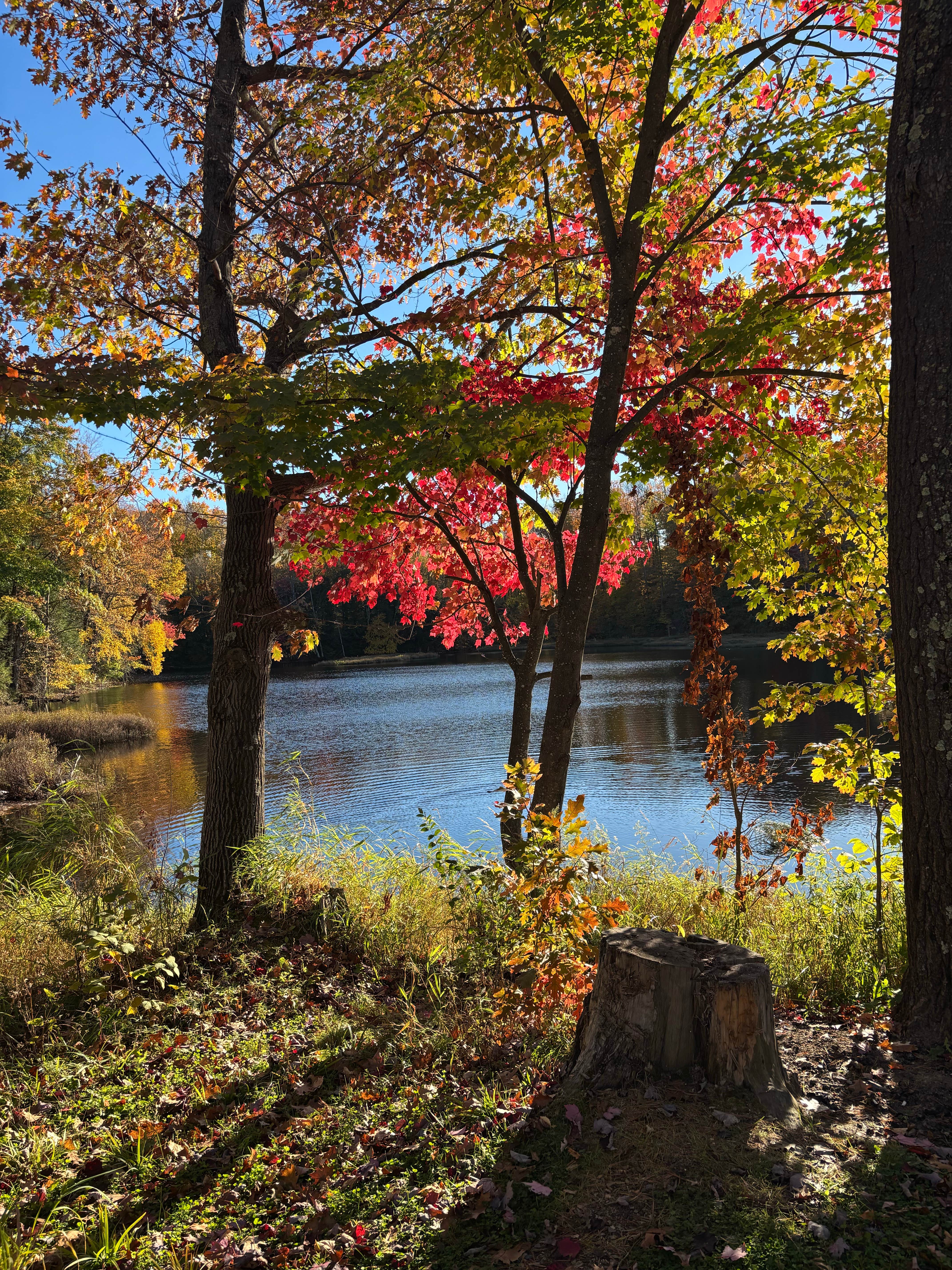 Camper-submitted photo at Horn Lake and Lincoln County Forest near Phillips, WI