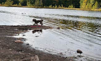 Melissa A.'s photo of camping with pets at Horn Lake Camping near Summit Lake, WI