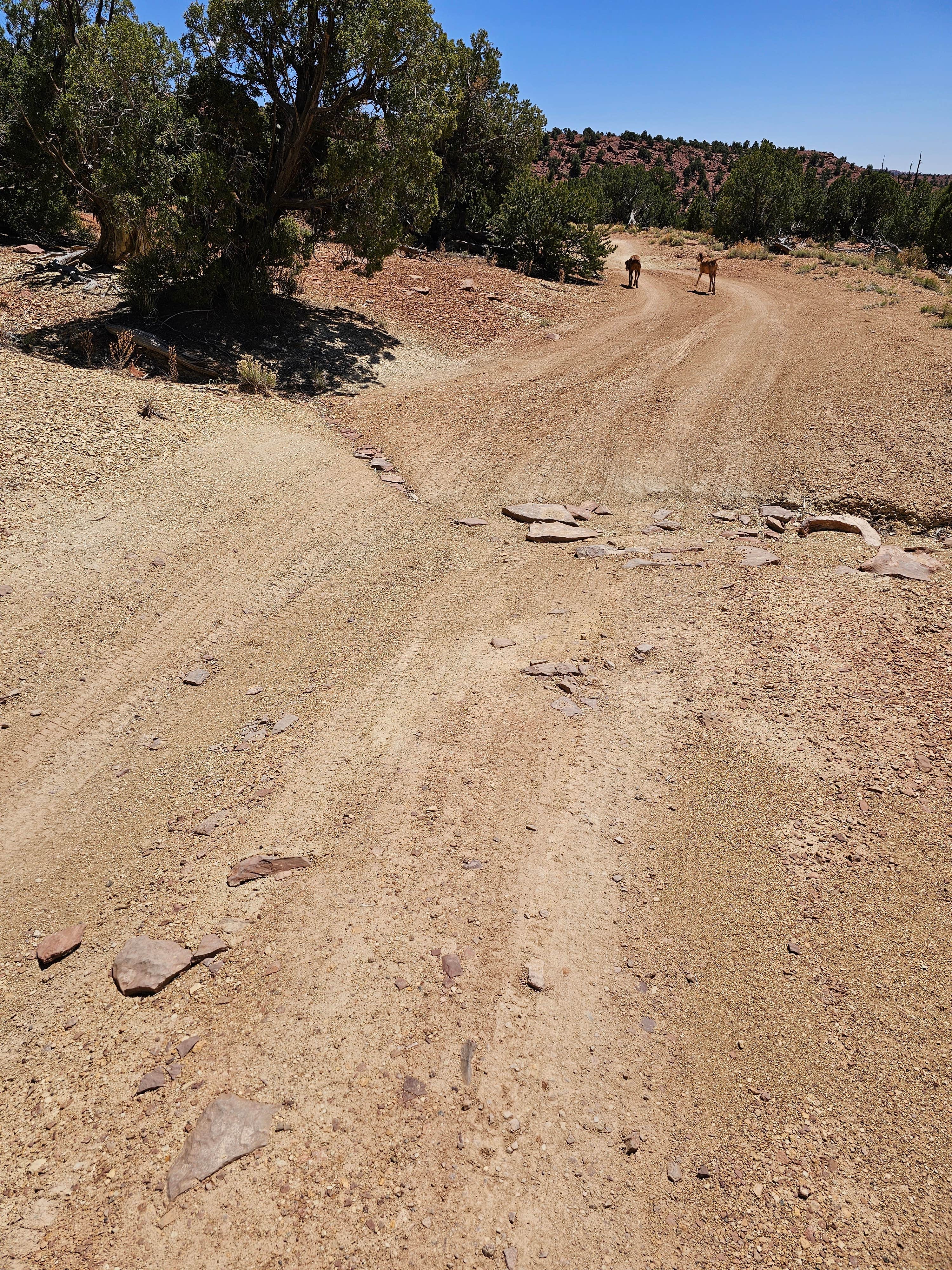 Camper-submitted photo at Horse Canyon Camping near Torrey, UT