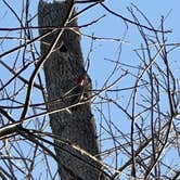 Review photo of Horseshoe Bend Primitive Public Use Area by Rachel R., March 19, 2025