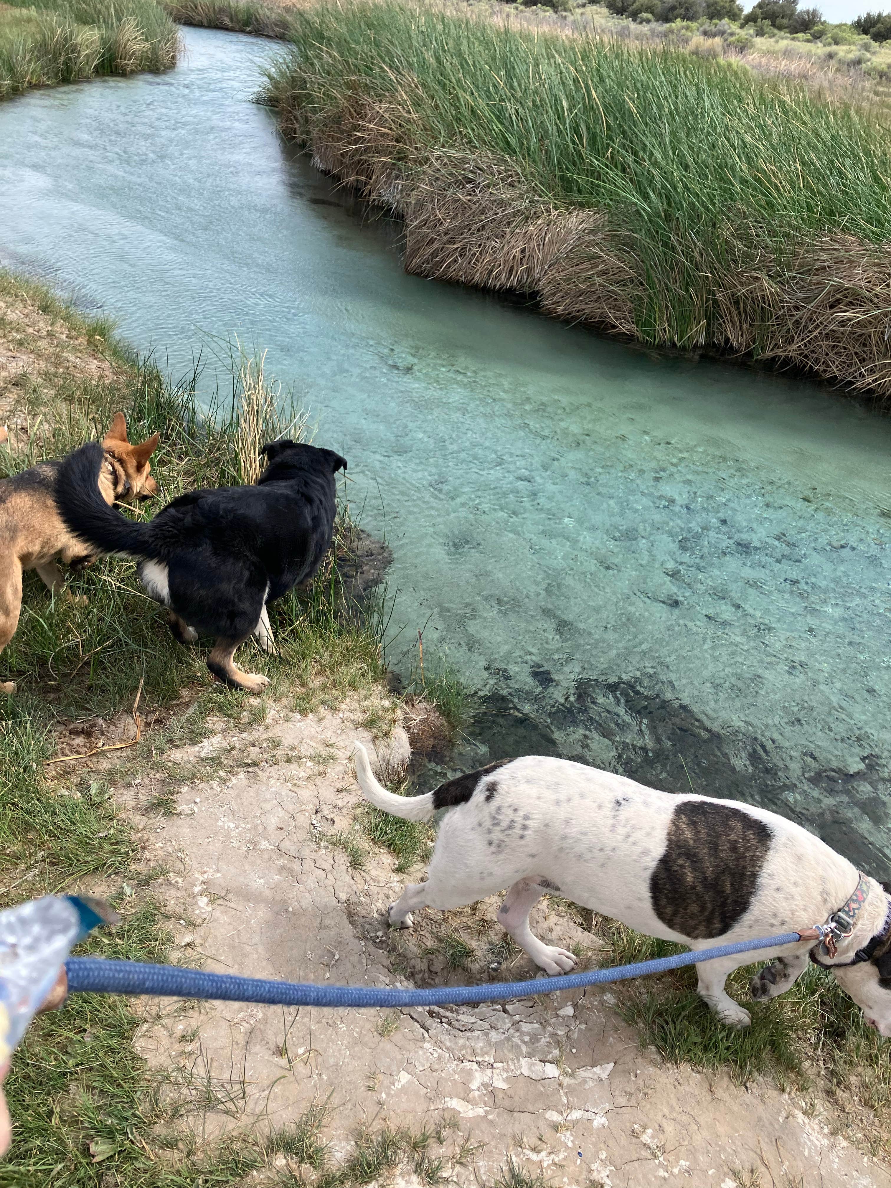 Emily S.'s photo of camping with pets at Dave Deacon Campground - Wayne E Kirch Wildlife Management Area near Lund, NV
