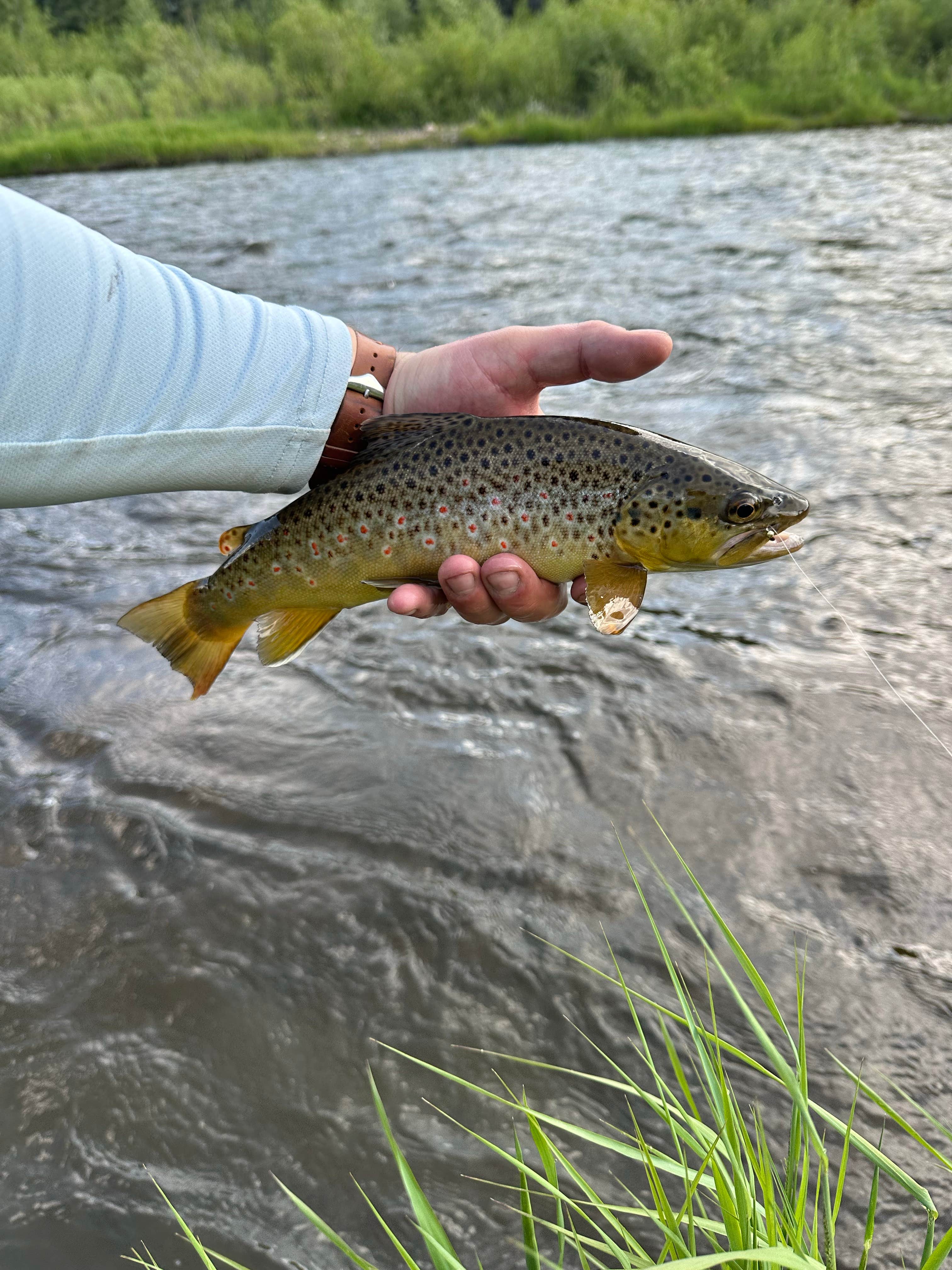 Camper-submitted photo at Hot Sulphur Springs SWA - Joe Gerrans Unit near Heeney, CO