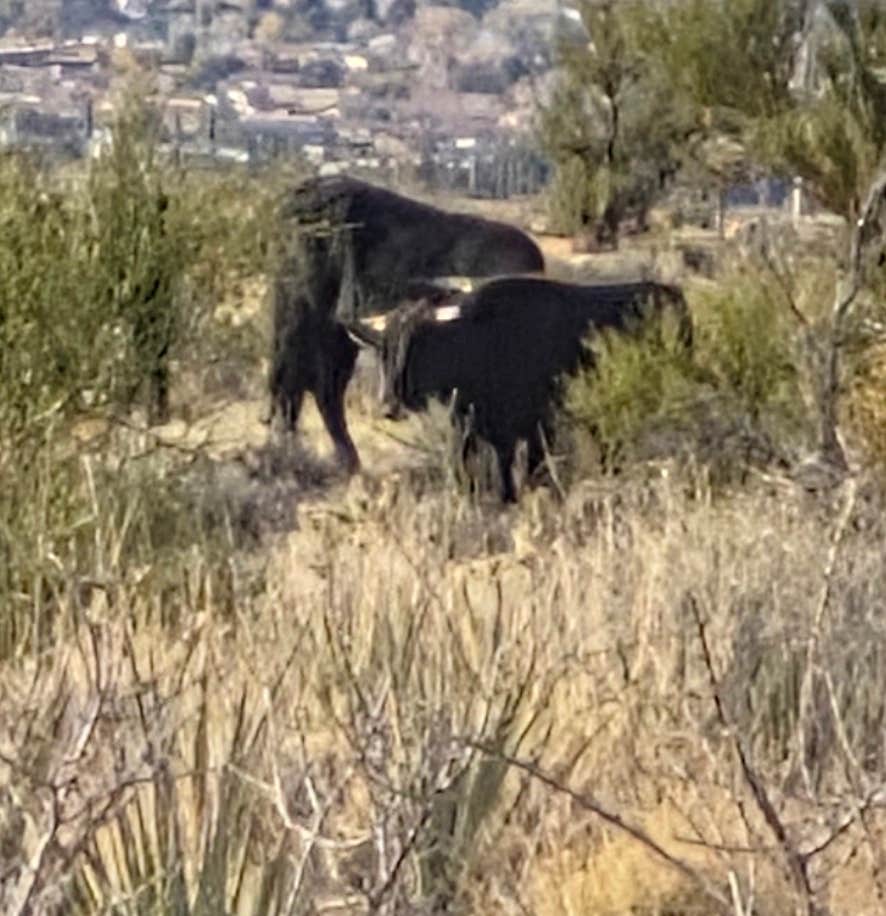 Camper-submitted photo at Hualapai Mountain Road near Kingman, AZ